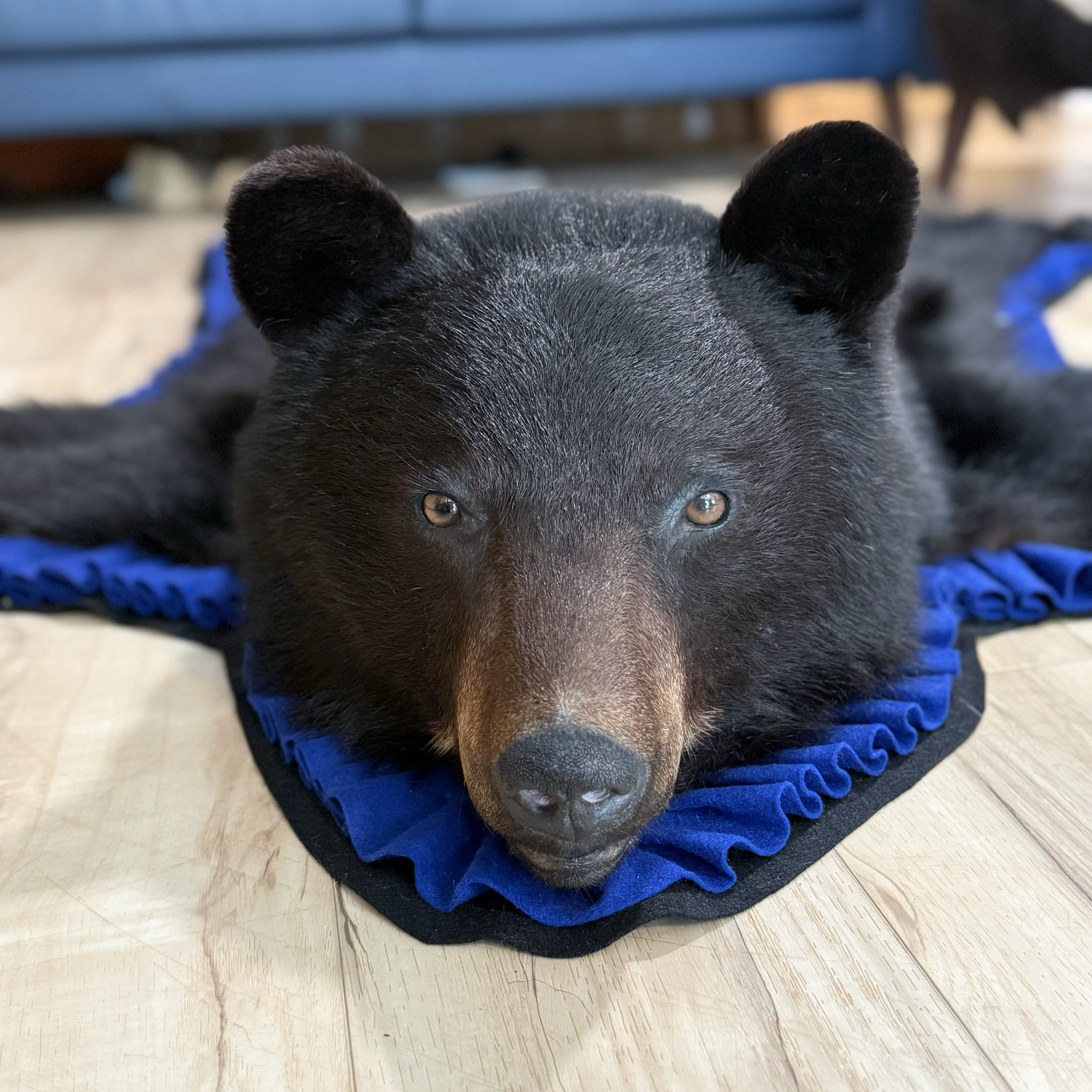 Black bear rug, blue trim, closed mouth