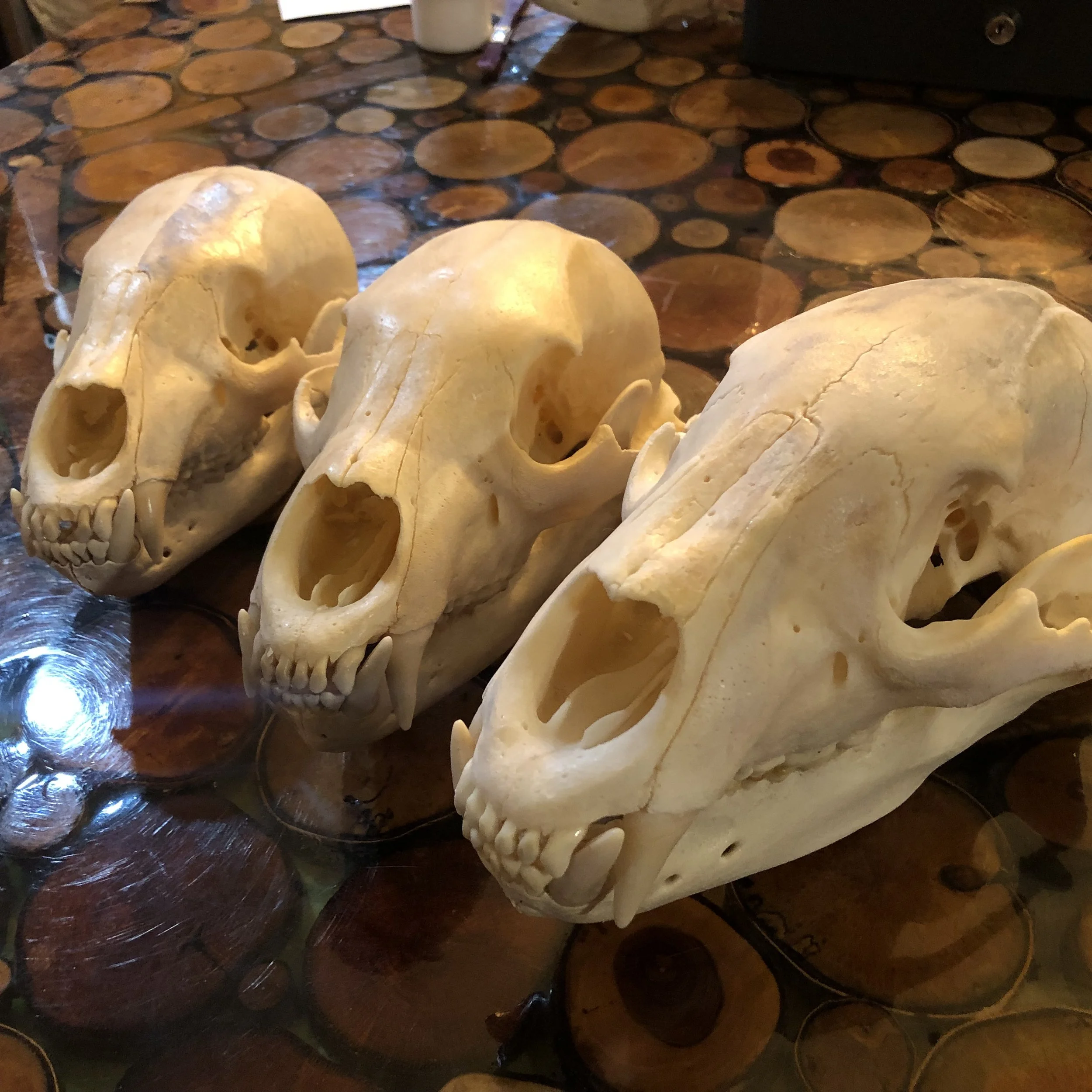Bear Skulls