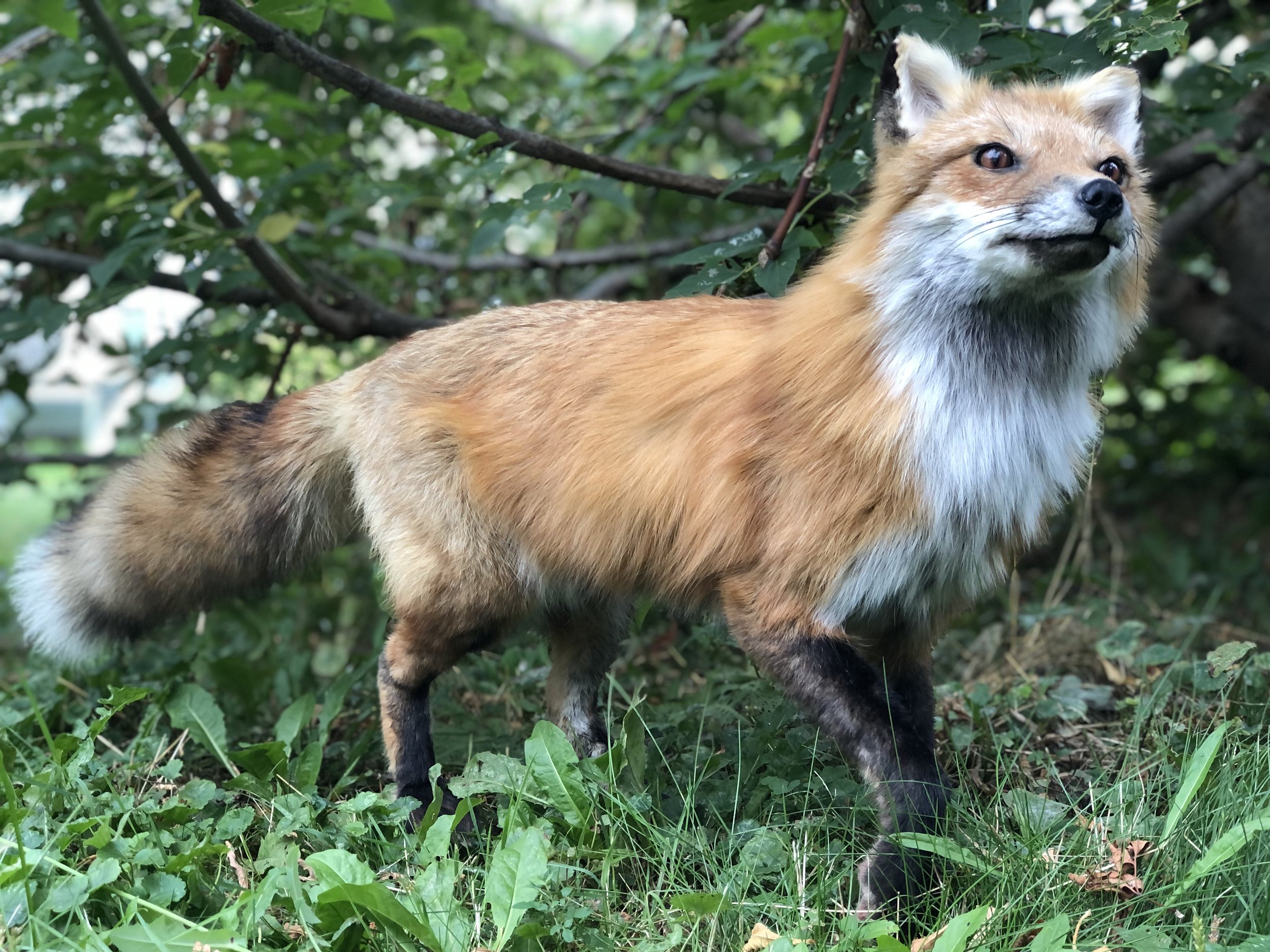 Fox taxidermy