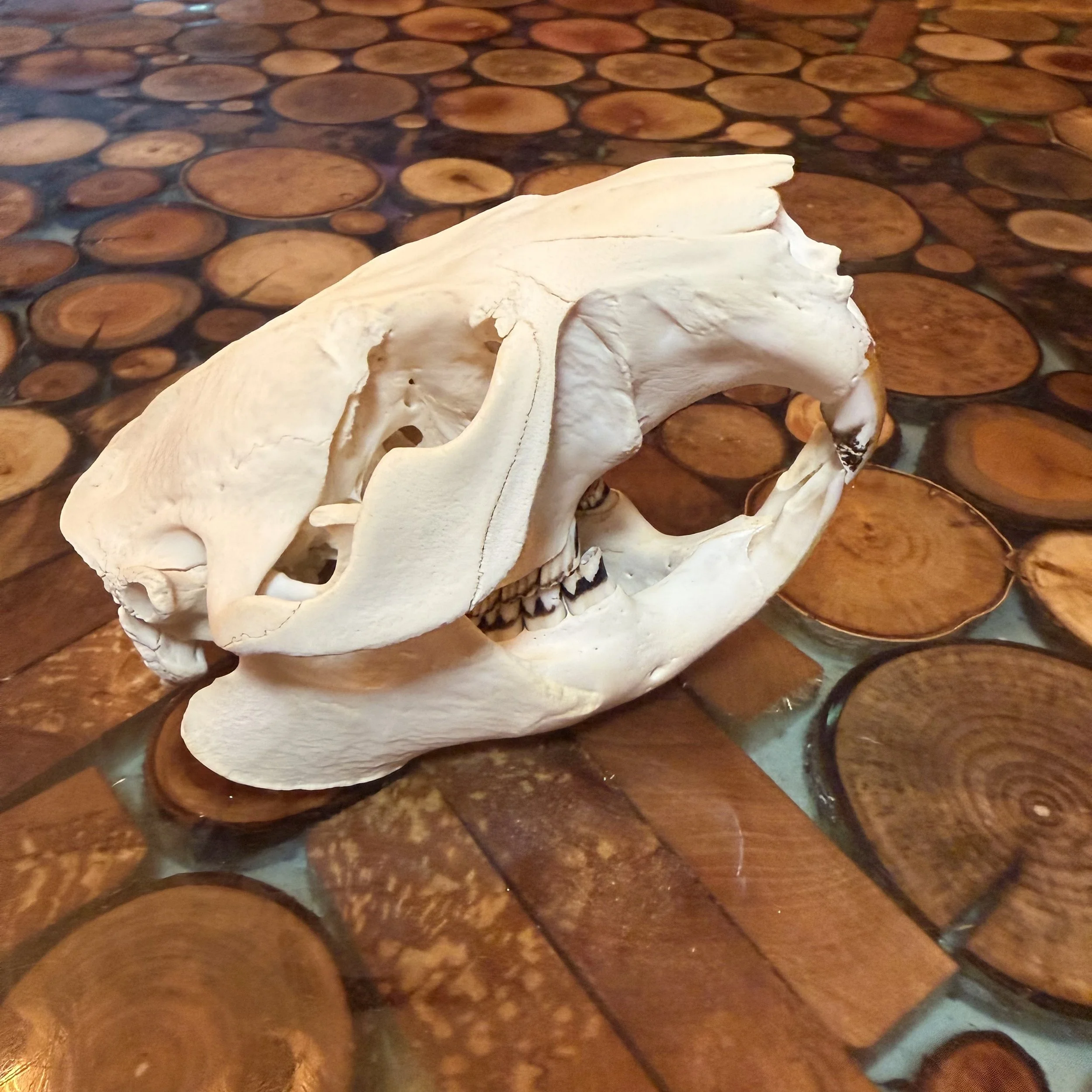 Beaver Skull