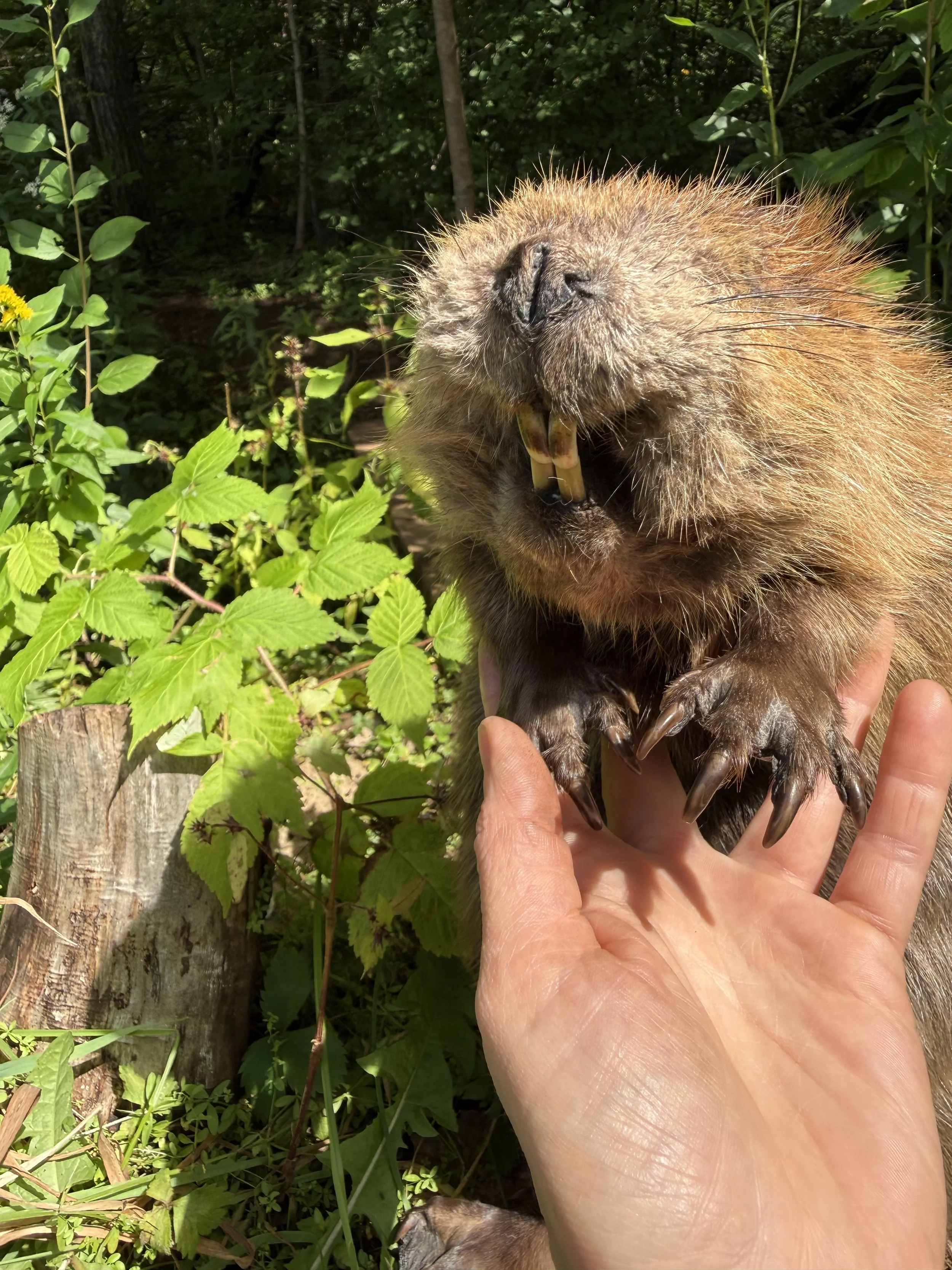 Soft mount beaver, teeth included