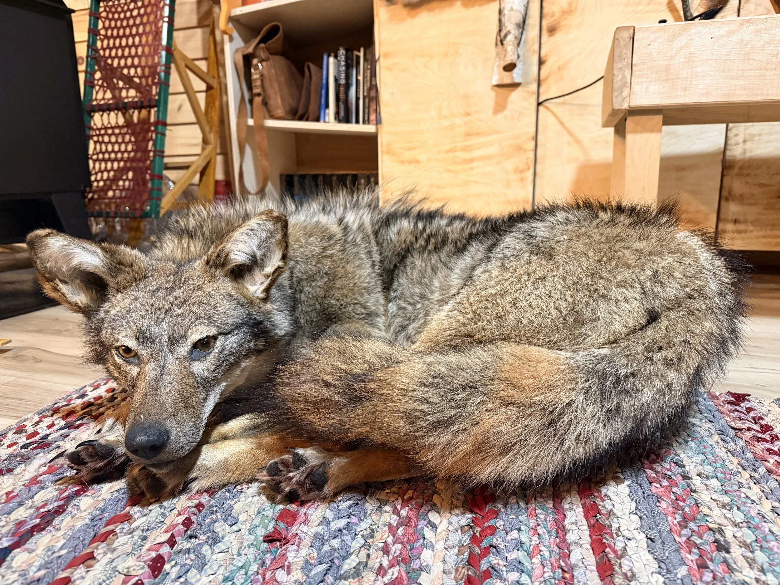 Soft mount coyote