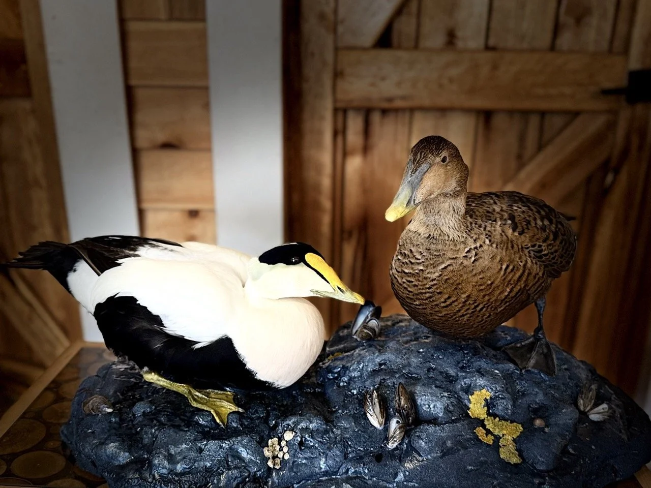 Common Eider Duck, Drake and Hen, rock habitat