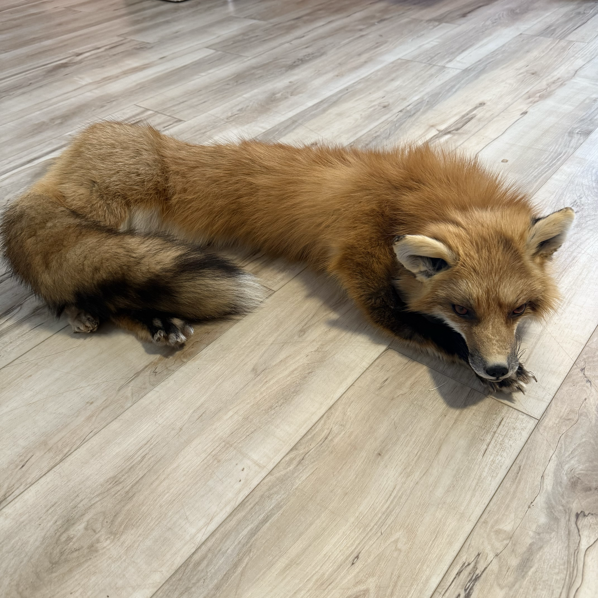 Soft mount fox stuffy