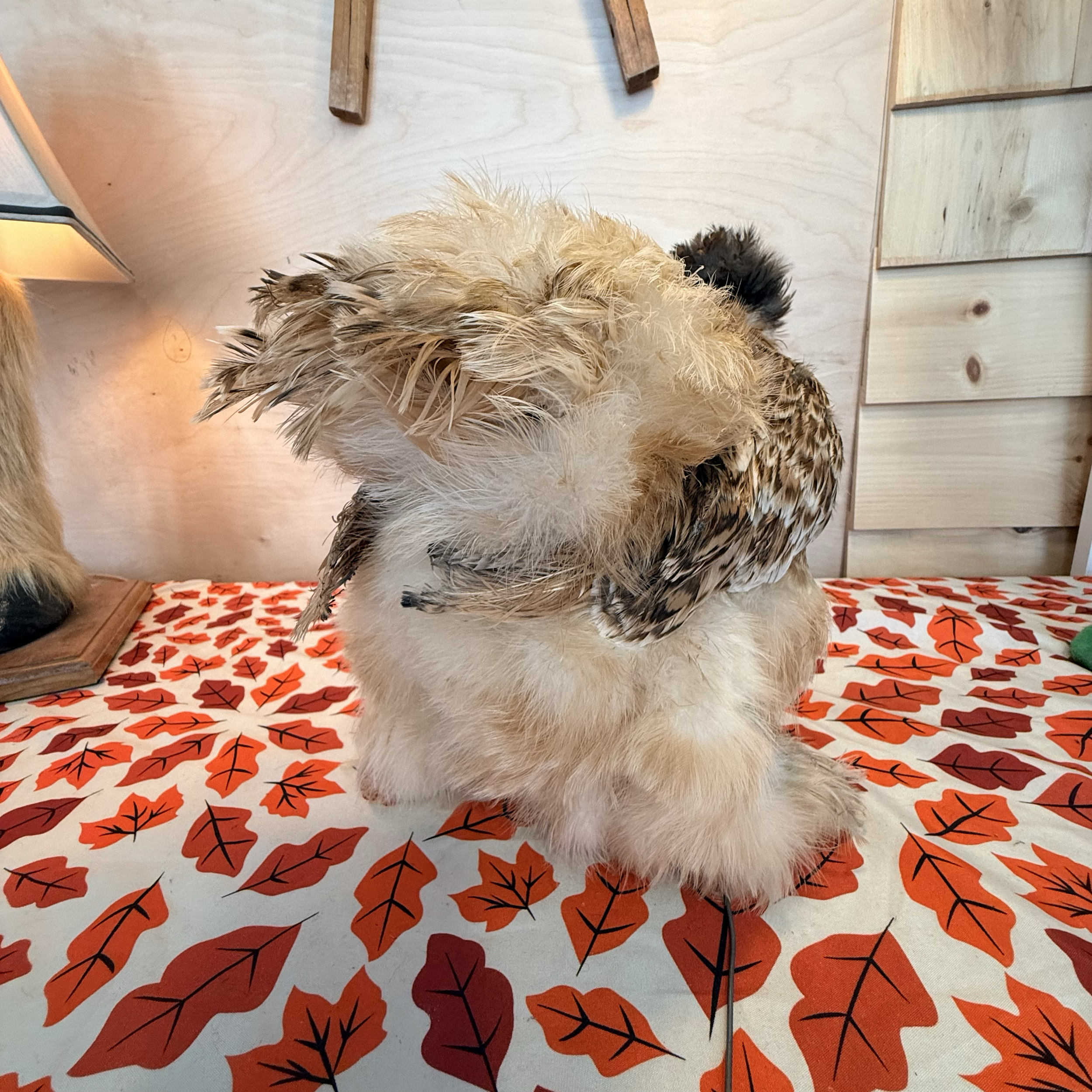 Silky chicken taxidermy