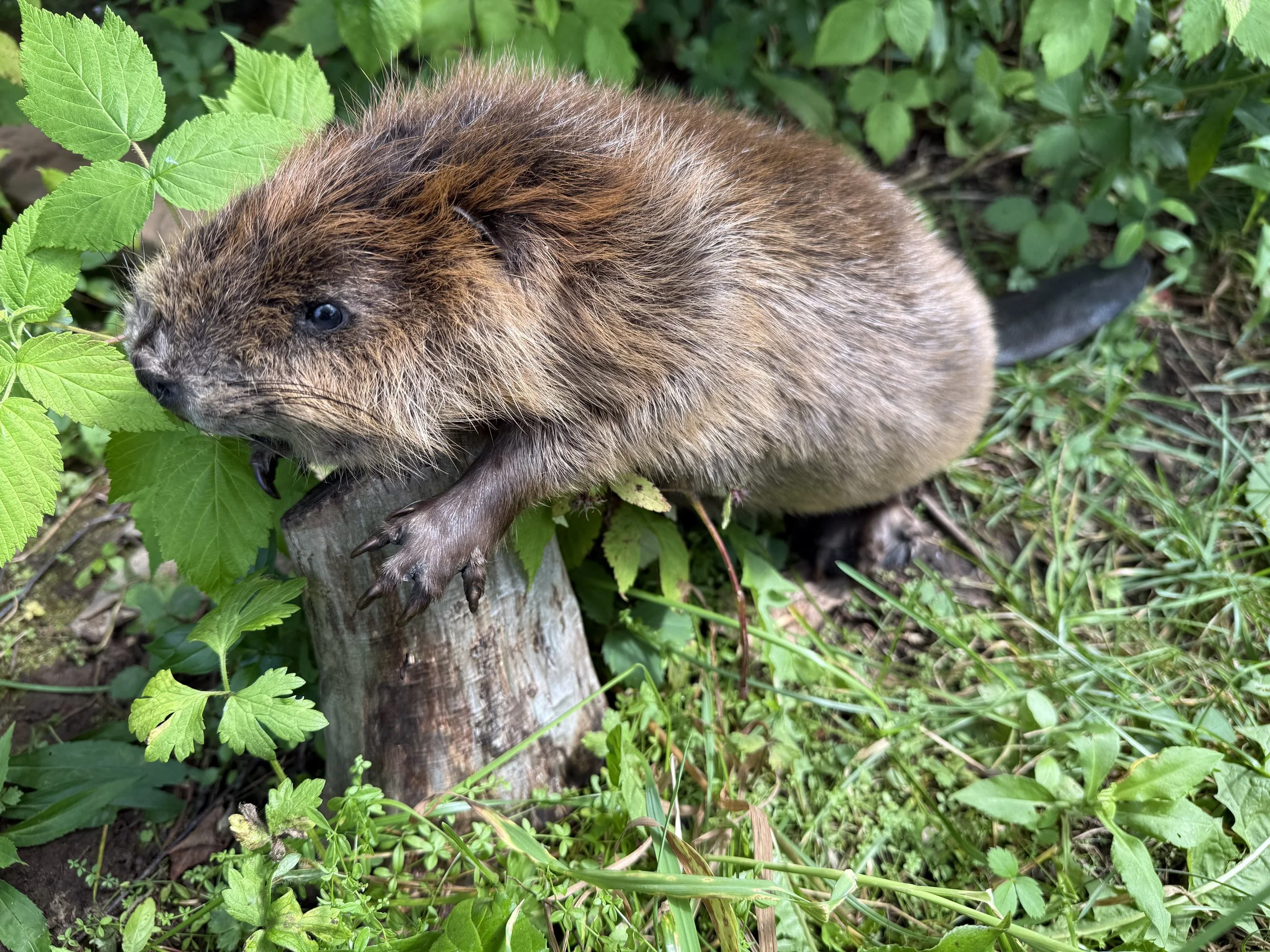 Soft mount beaver, teeth included