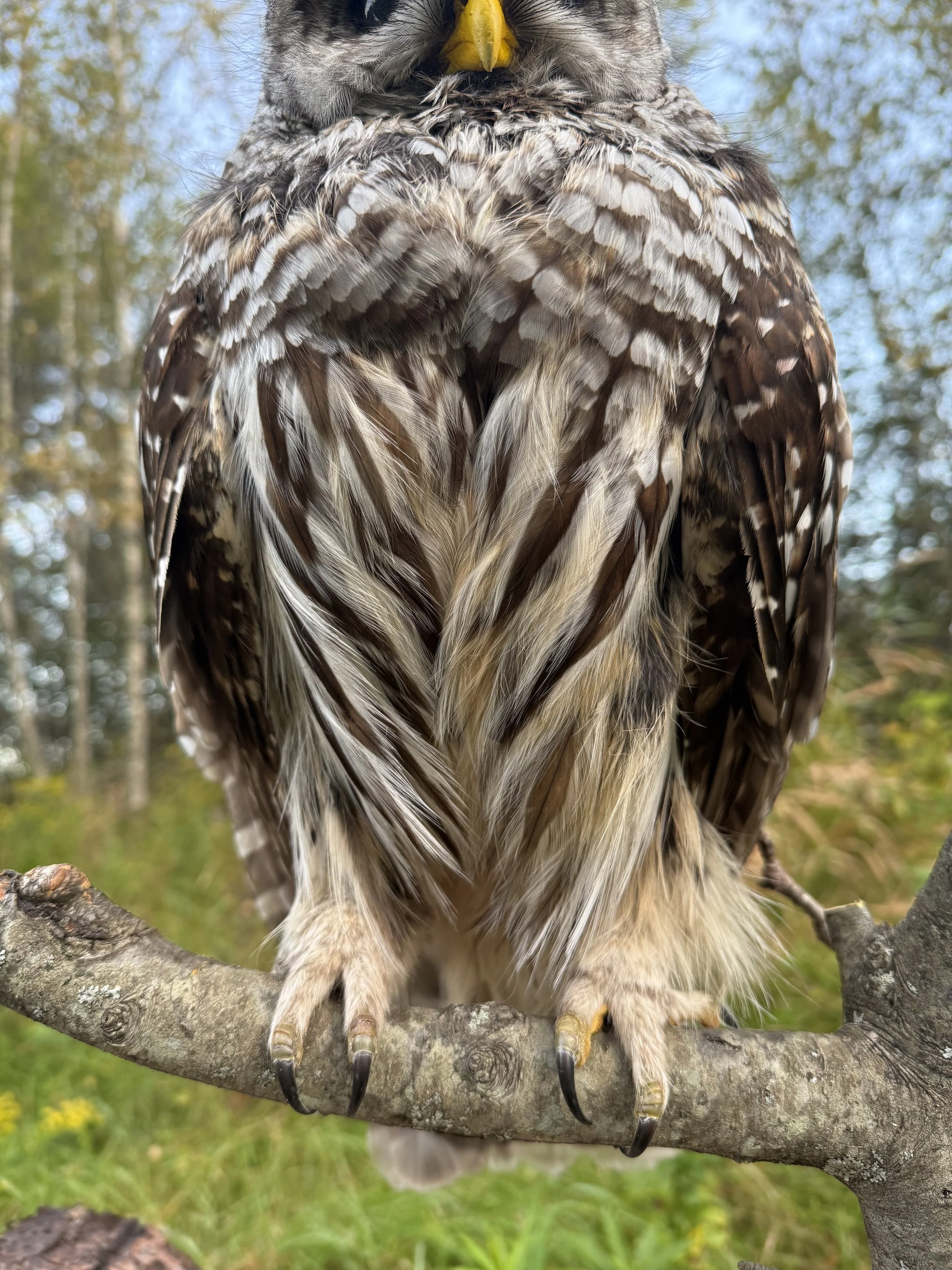 Barred Owl 