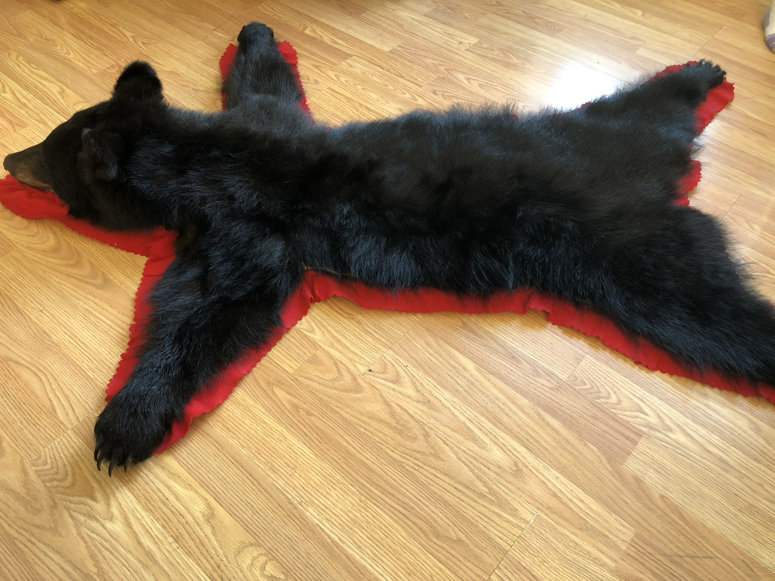 Black bear rug