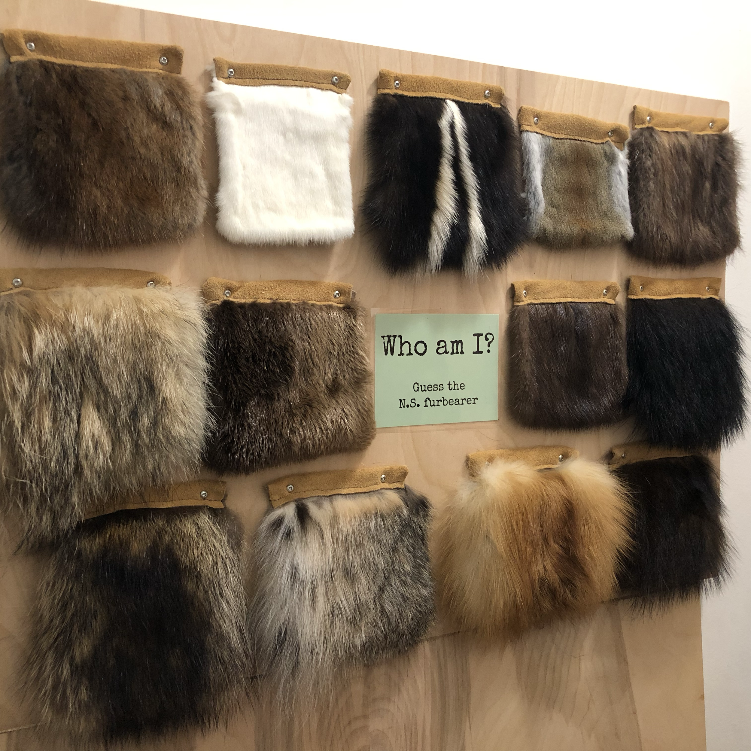 Nova Scotia Furbearer flip board--choose what furs you want!