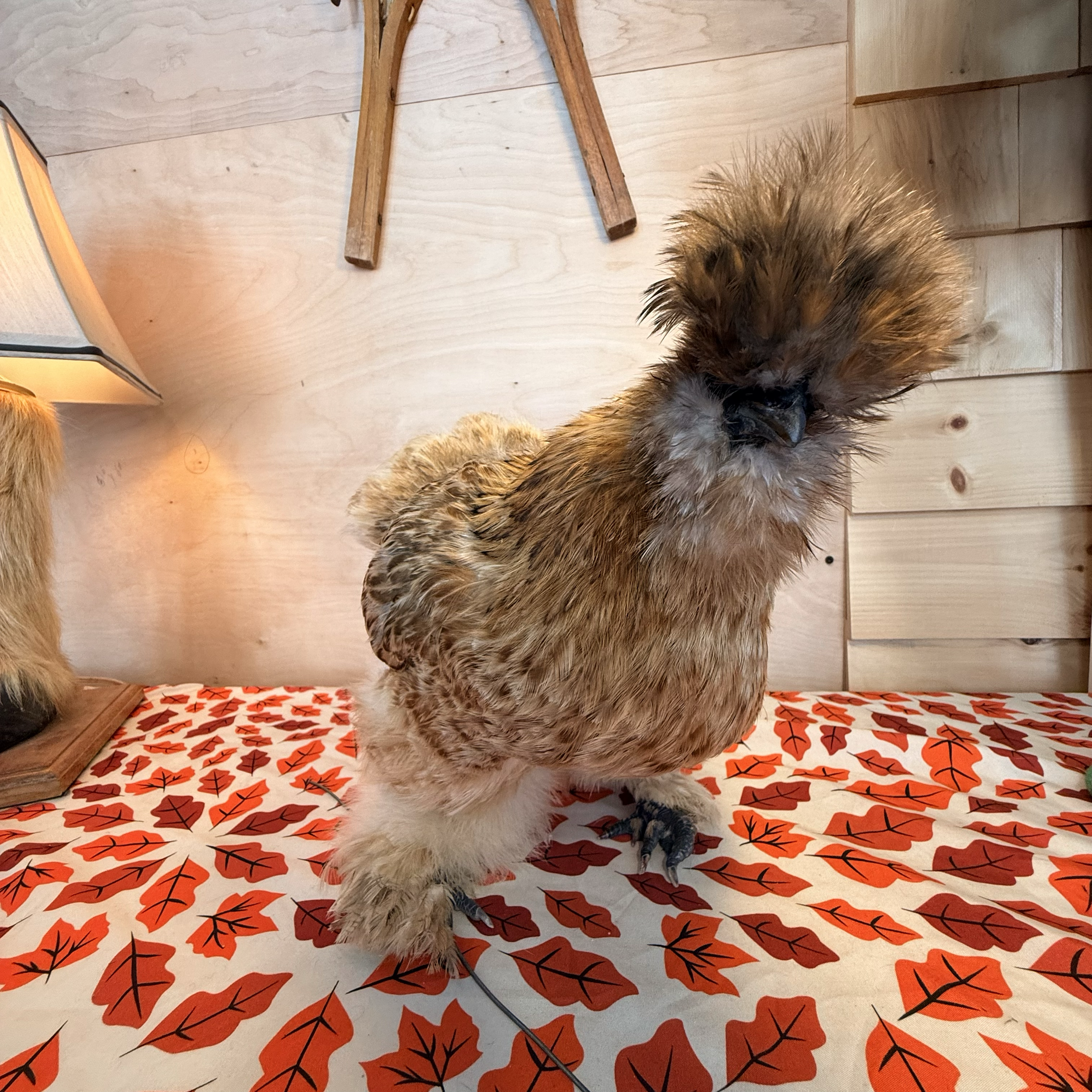 Silky chicken taxidermy