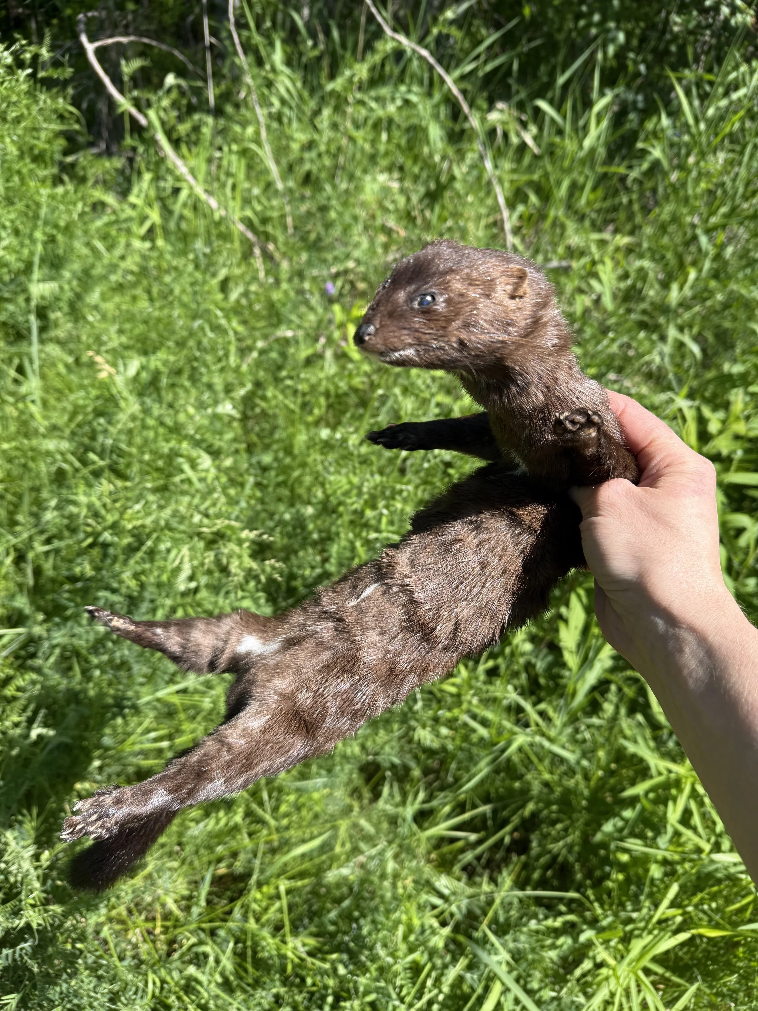 Soft mount mink stuffy