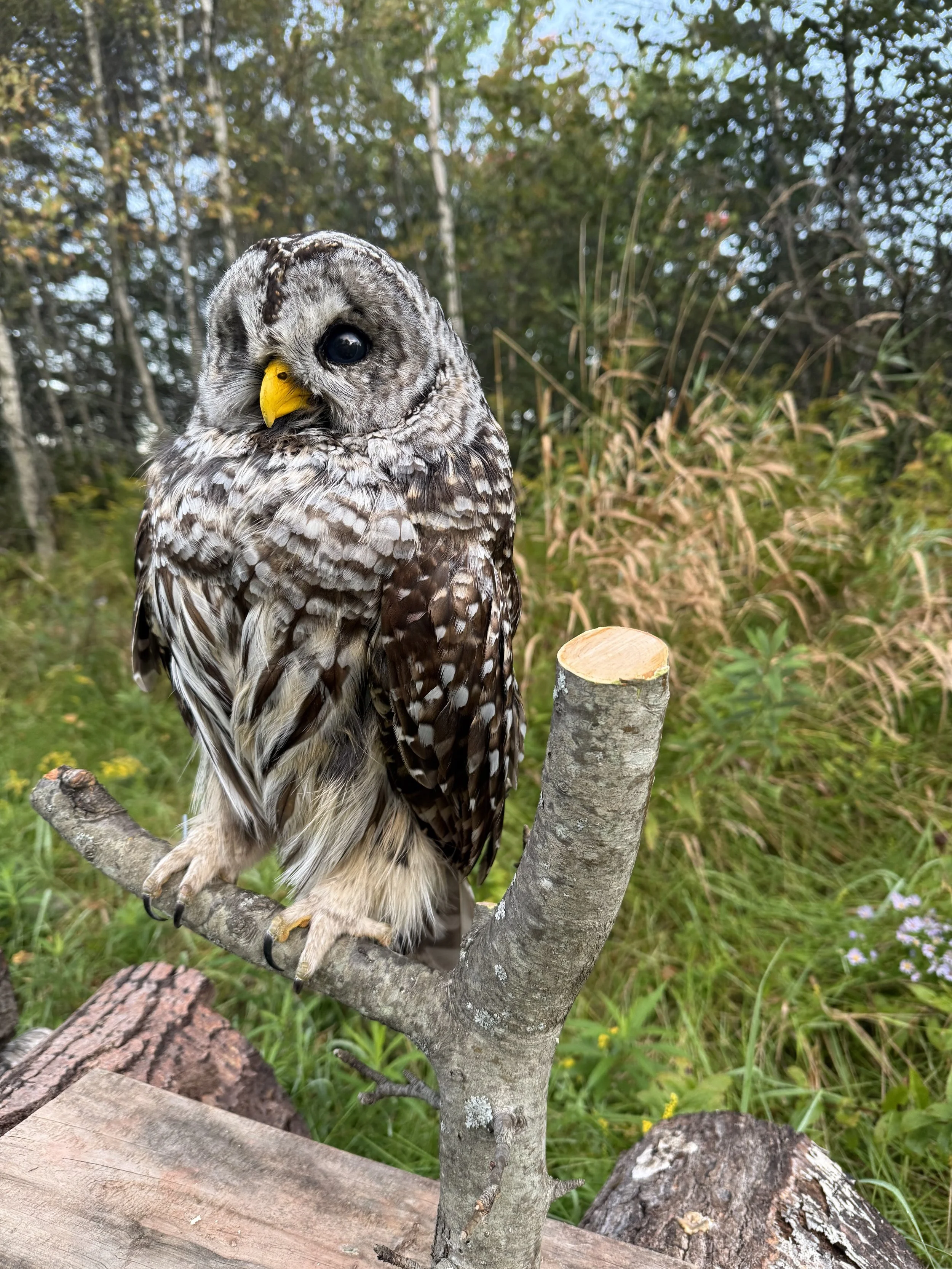Barred Owl 