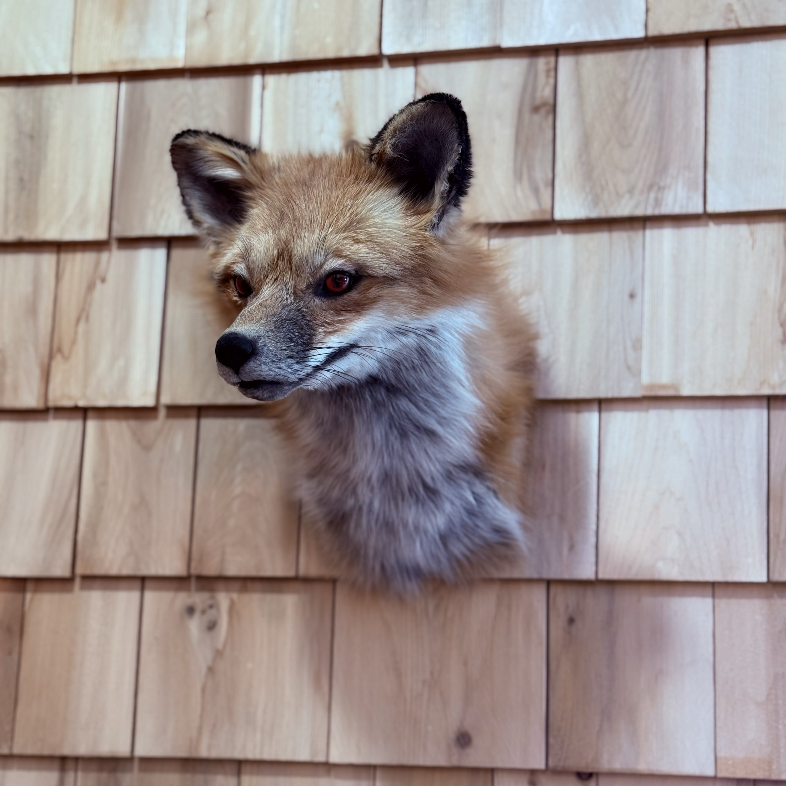 Shoulder mount wall fox