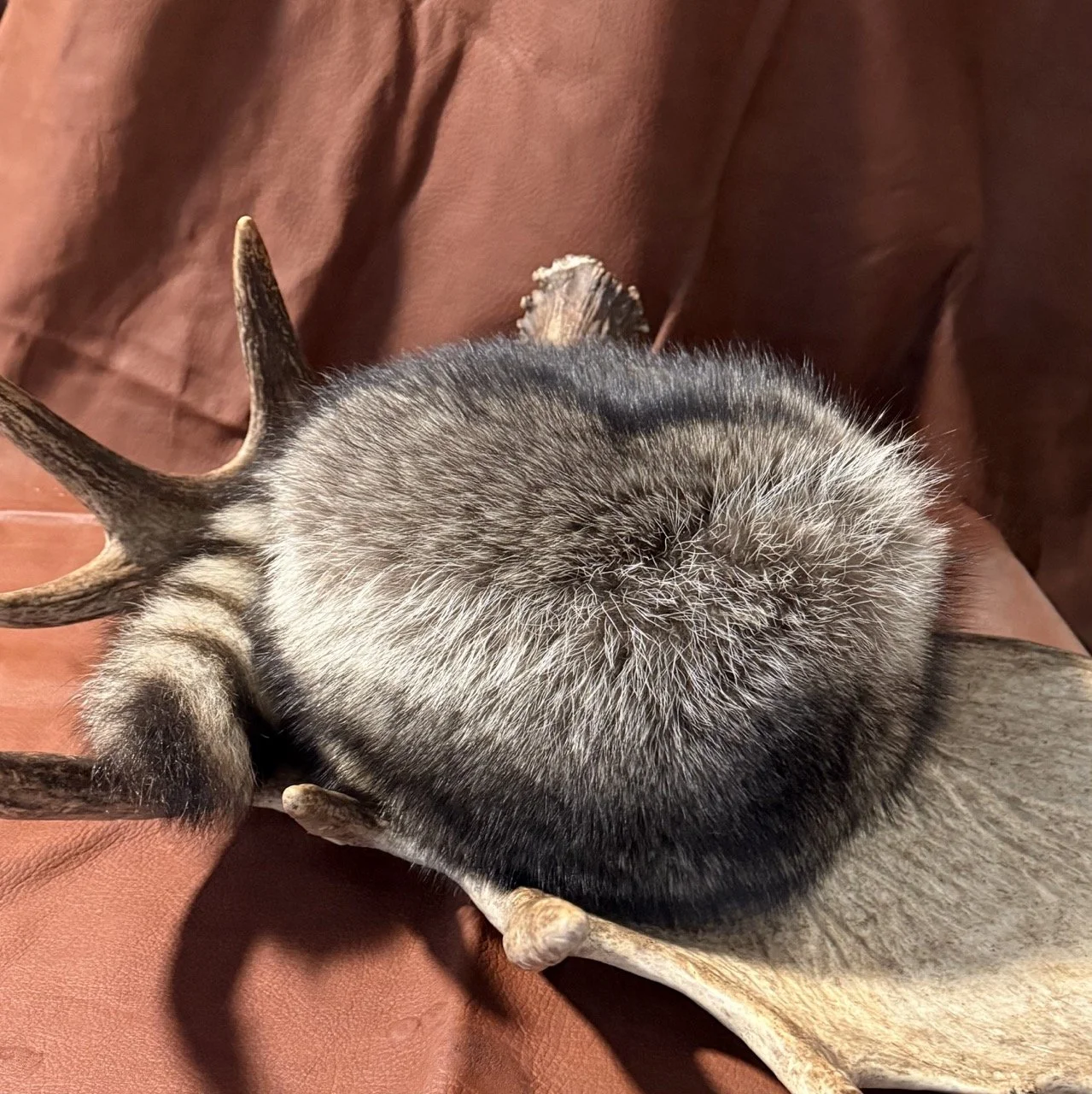Classic Raccoon hat with tail