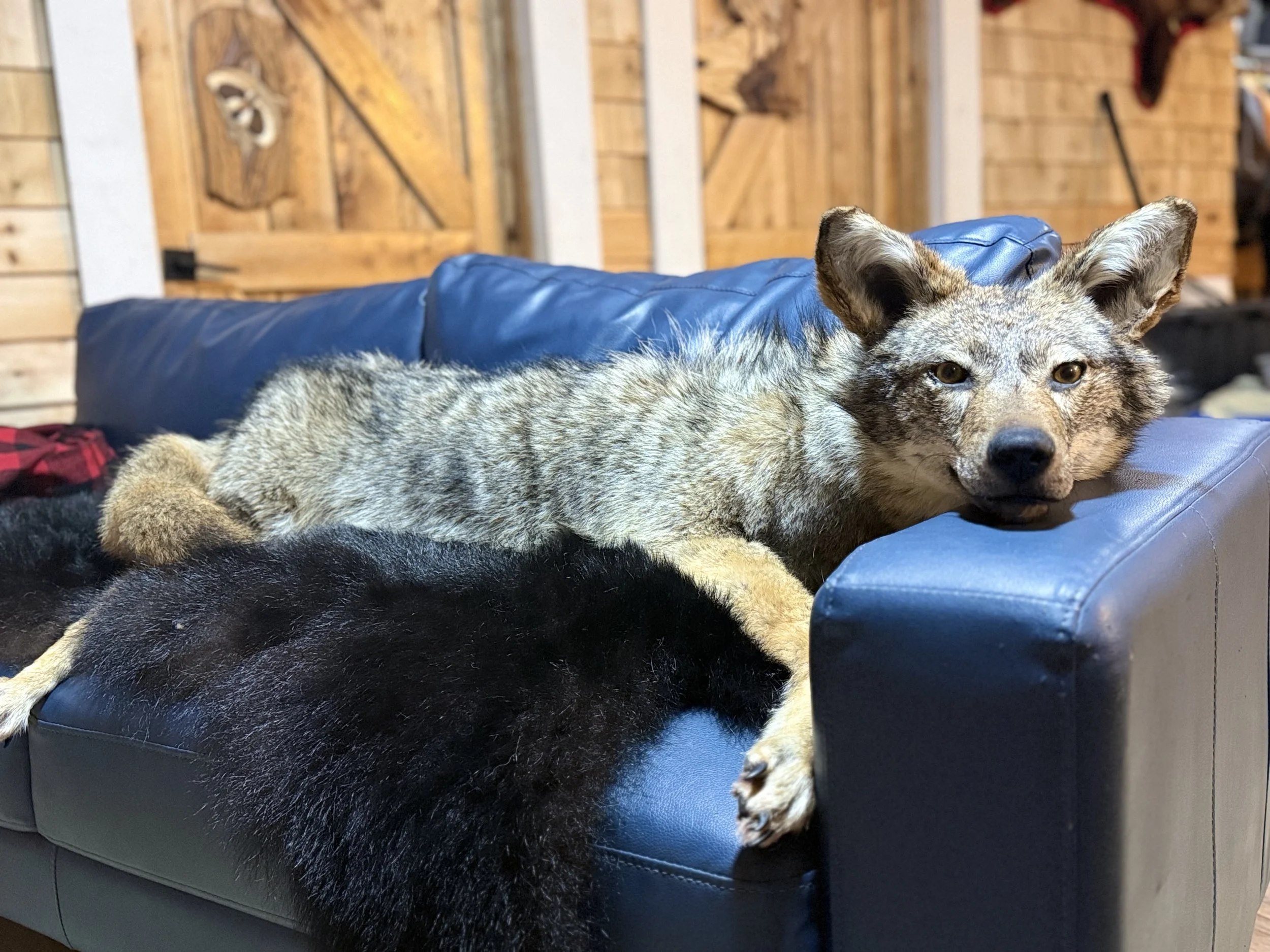 Soft mount coyote