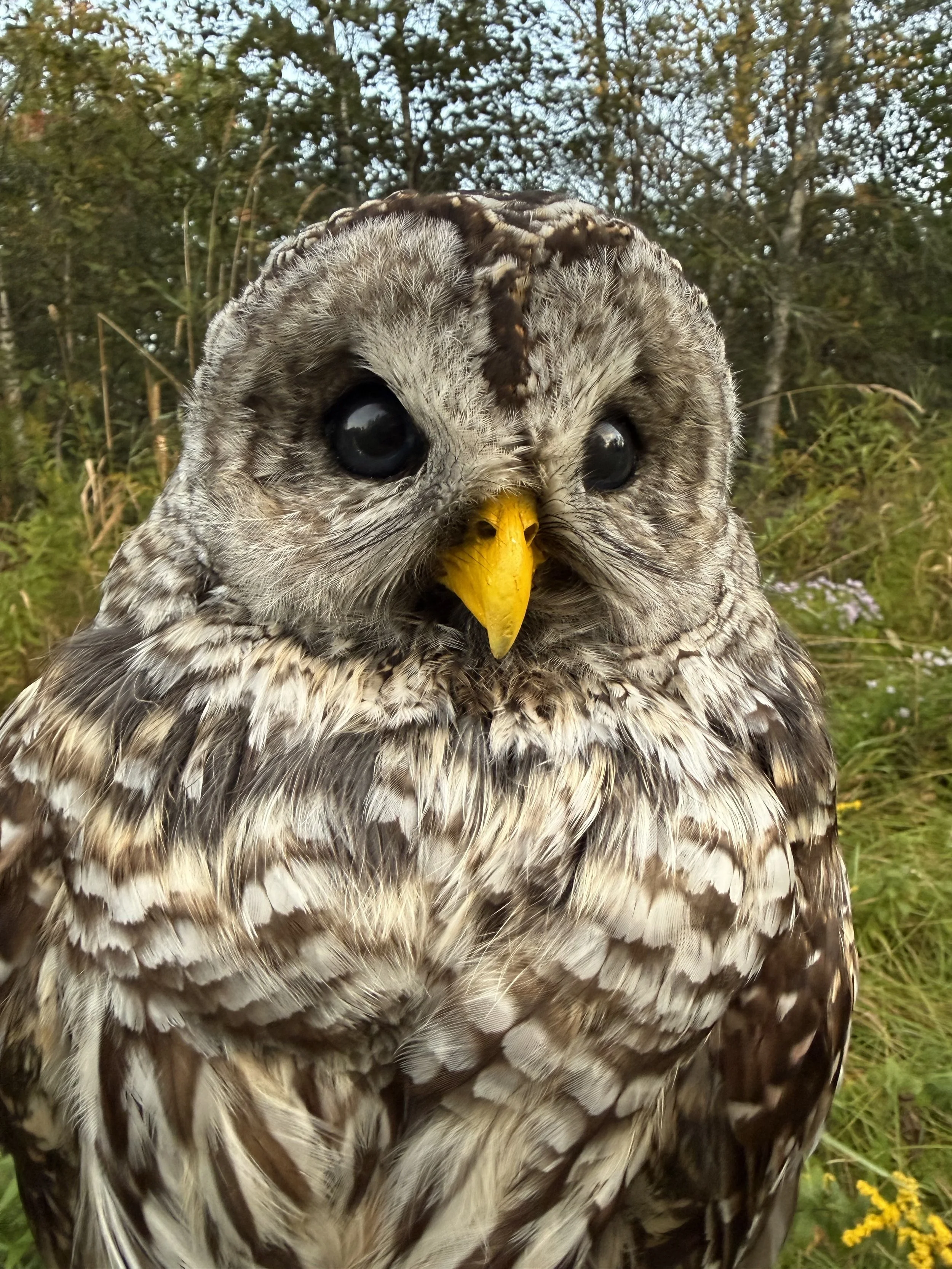 Barred Owl 