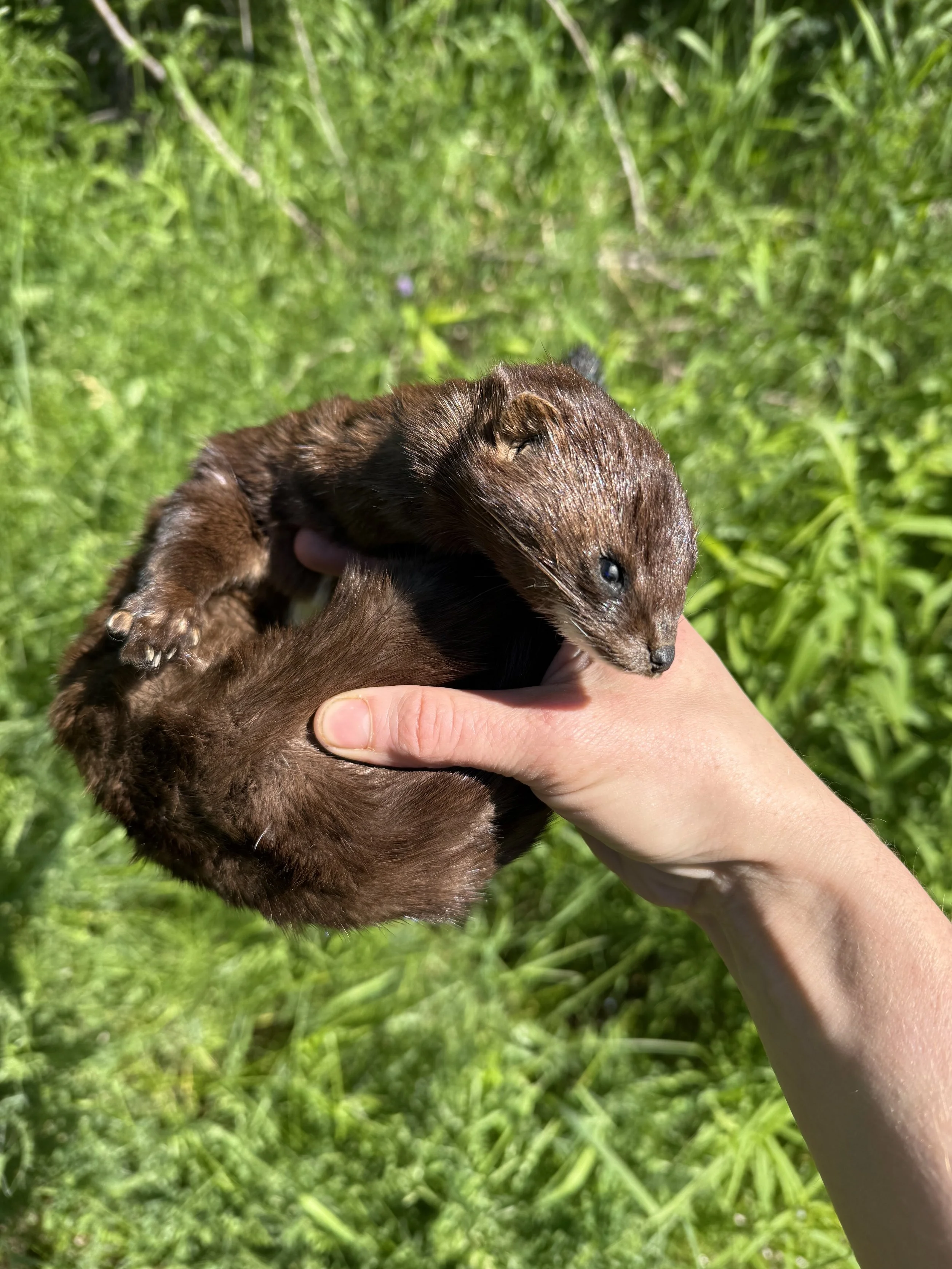 Soft mount mink stuffy