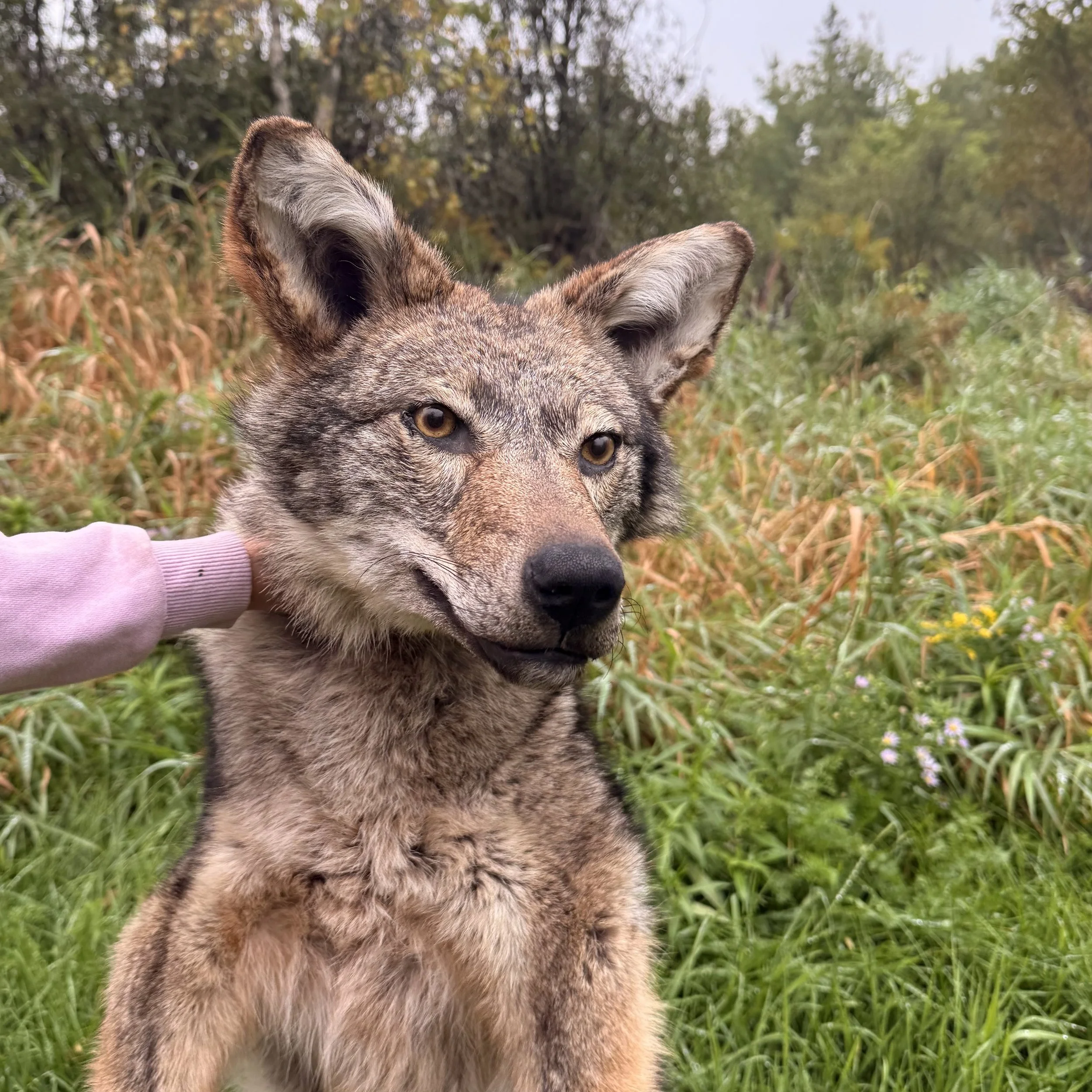Soft mount coyote