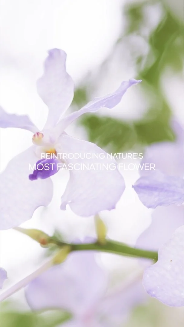 Still 2026-04-08 172842_1.1.1.jpeg