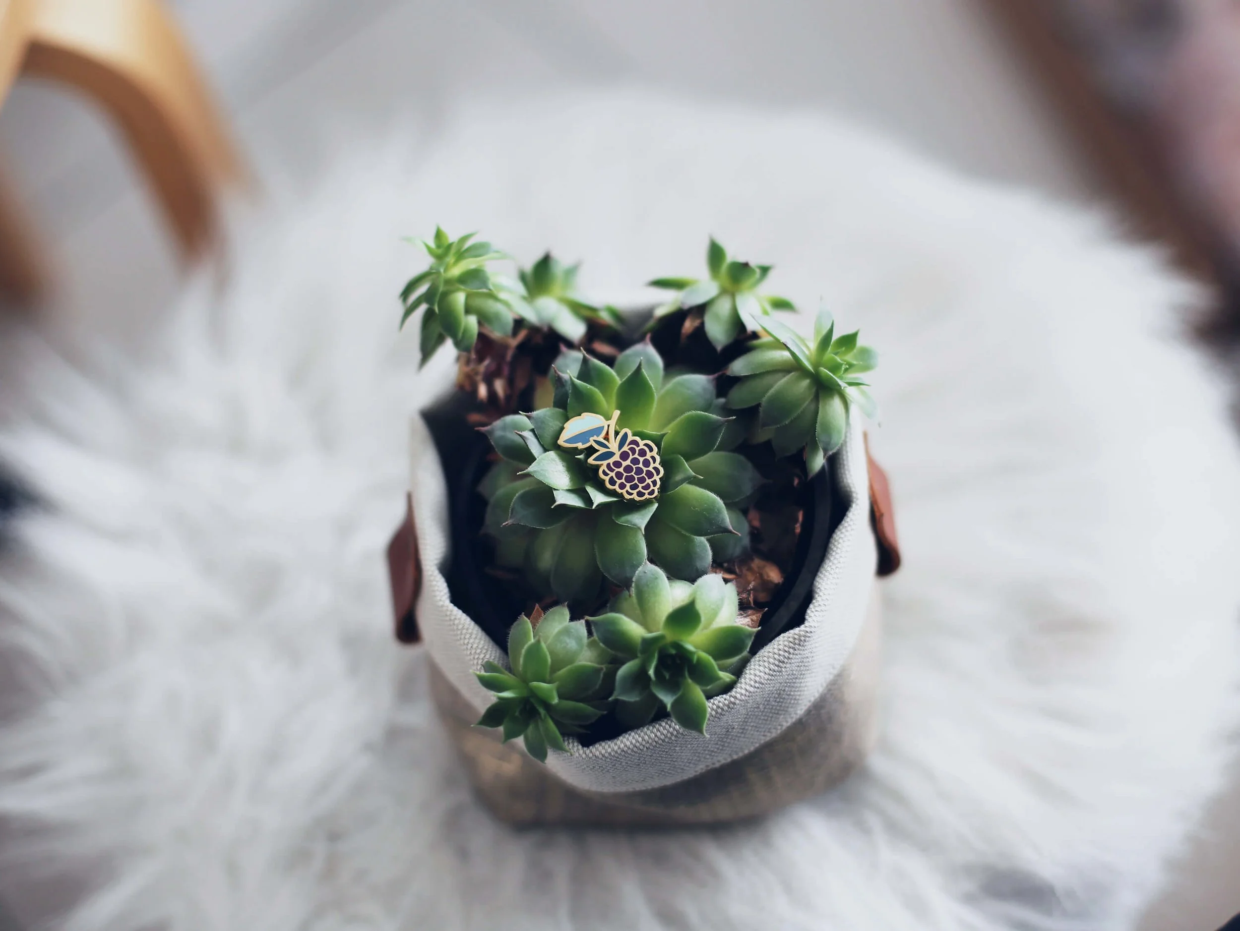 Framboise+plante.jpg