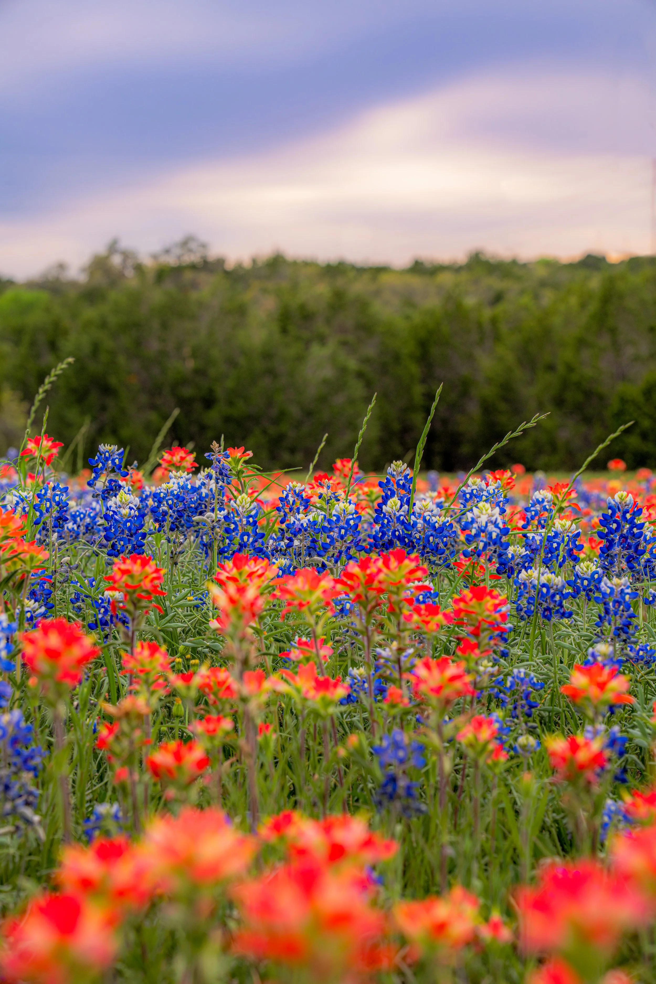 Texas Wildflowers