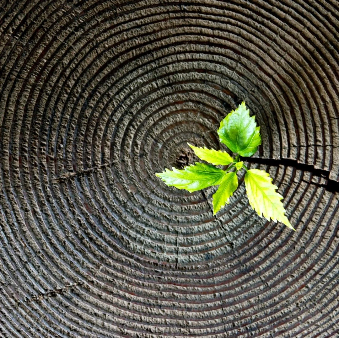 Past-Life Hypnotherapy: A 3-Session Exploration