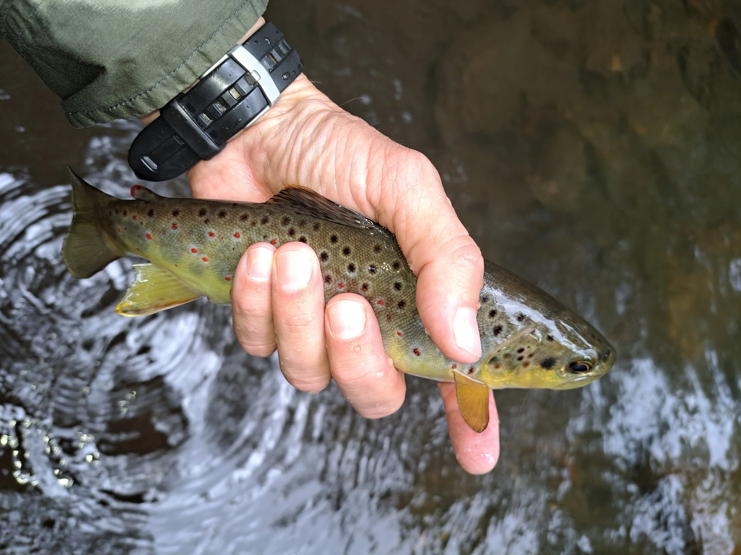 small creek brown 2.jpg