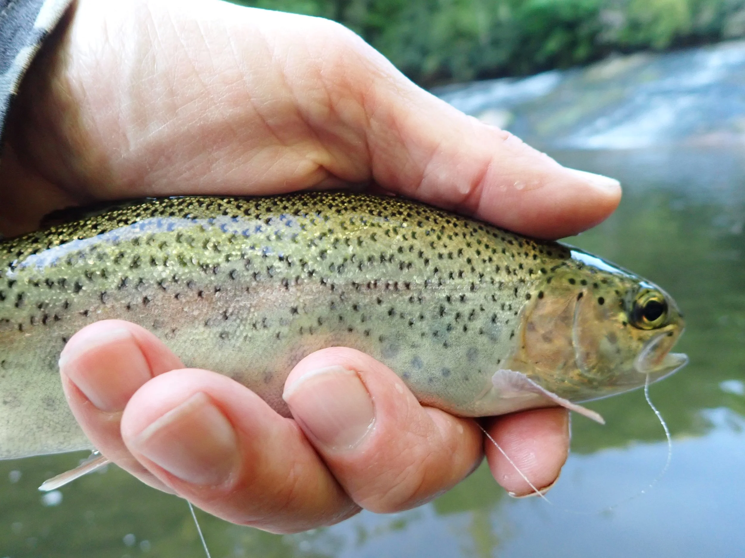 wild North Carolina rainbow
