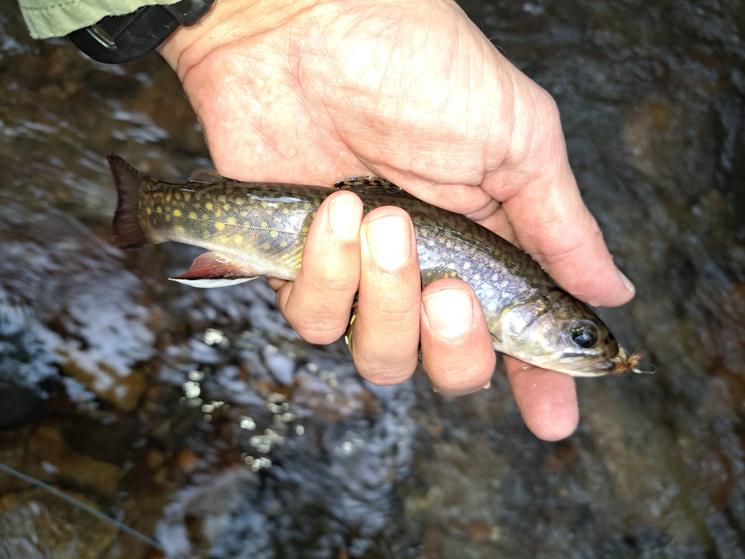 small creek brook 1.jpg