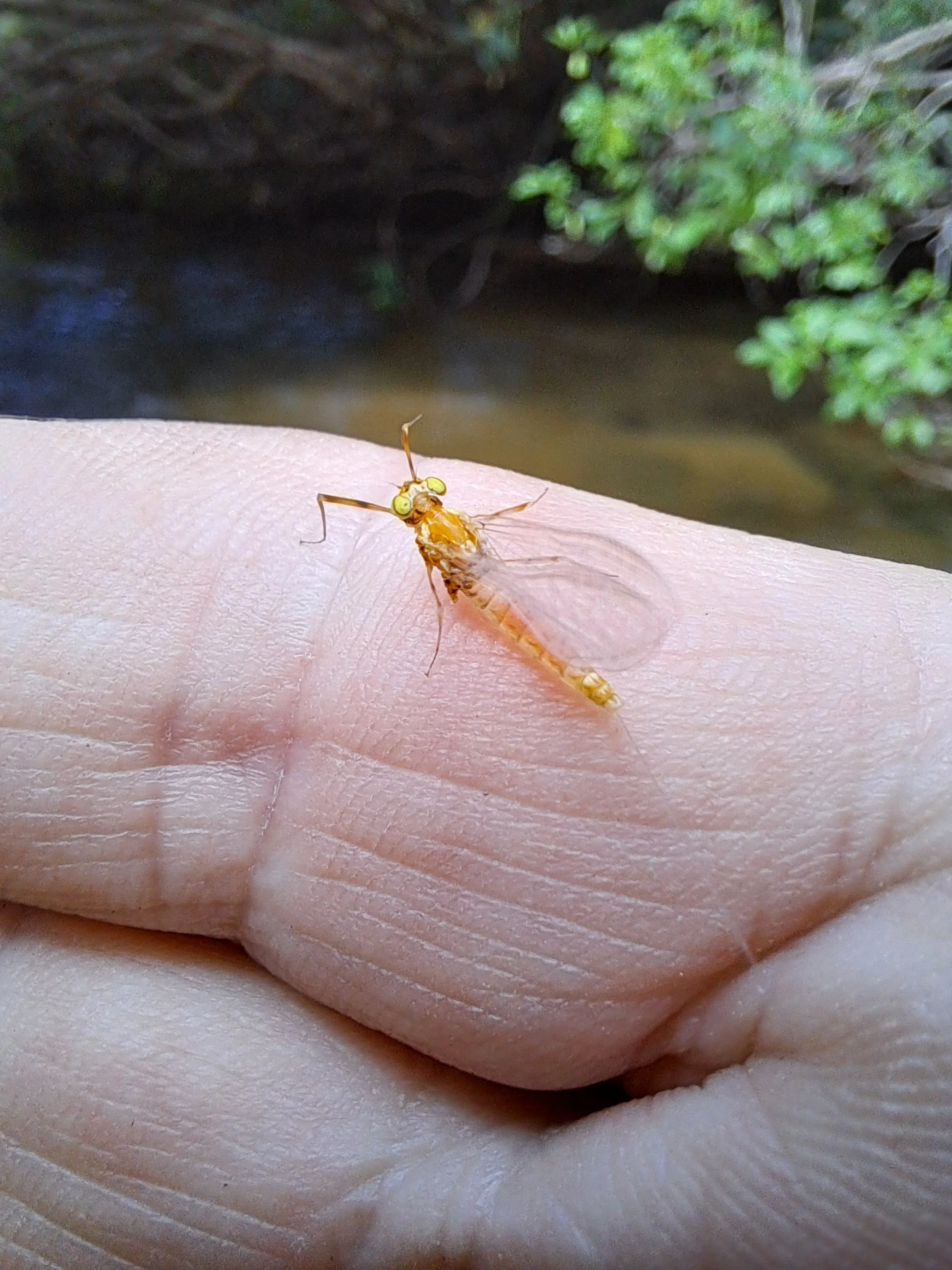 small creek  bug 1.jpg