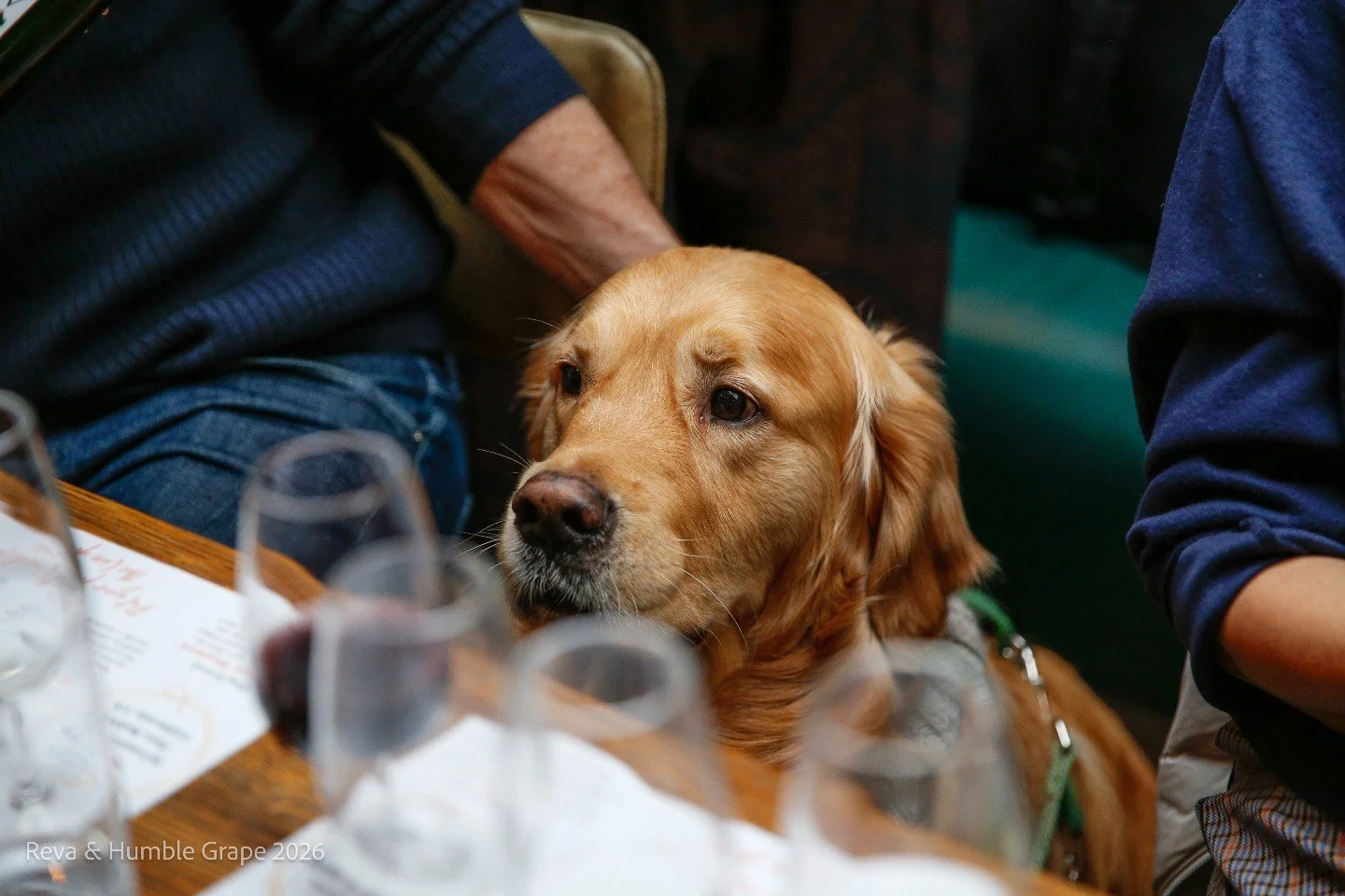 PSA: New dates for Paws &amp; Pours have been unleashed 🐾

We're proudly dog friendly all year round, and we've teamed up with Reva to bring you Paws &amp; Pours - a dog friendly wine tasting running regularly in Islington and Canary Wharf 🐶 

#woo