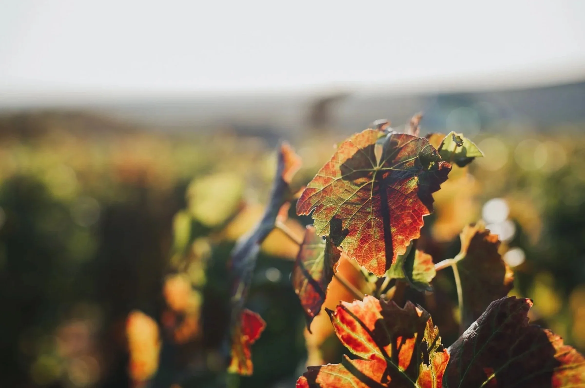 Autumn grapevine leaves at Château de Garnerot, an organic and biodynamic producer.