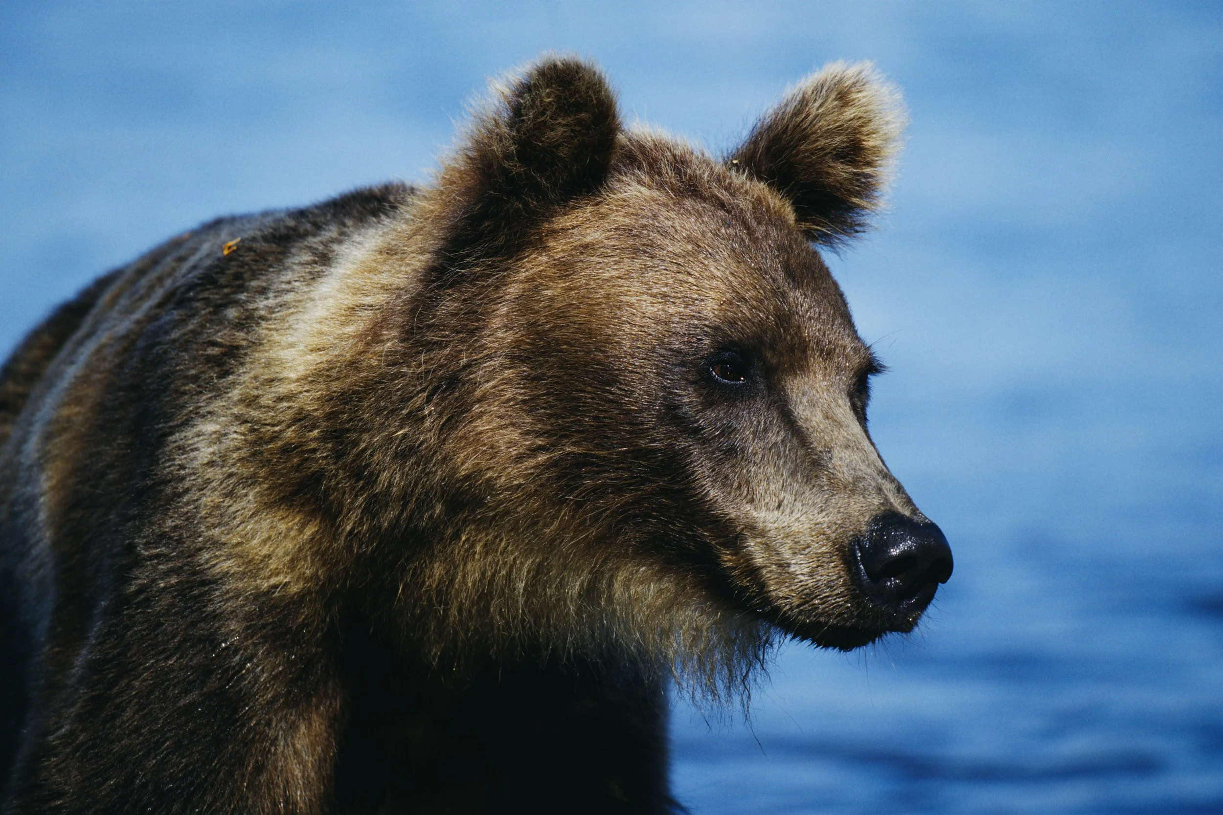 Kamchatka