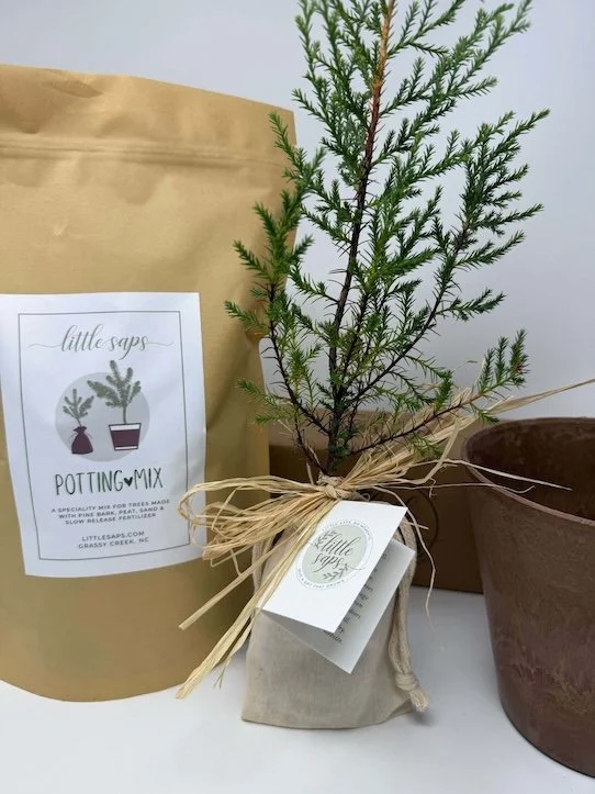 Small potted evergreen sapling with a straw bow, next to a larger empty flower pot and a brown paper bag with a label reading 'little saps potting mix'