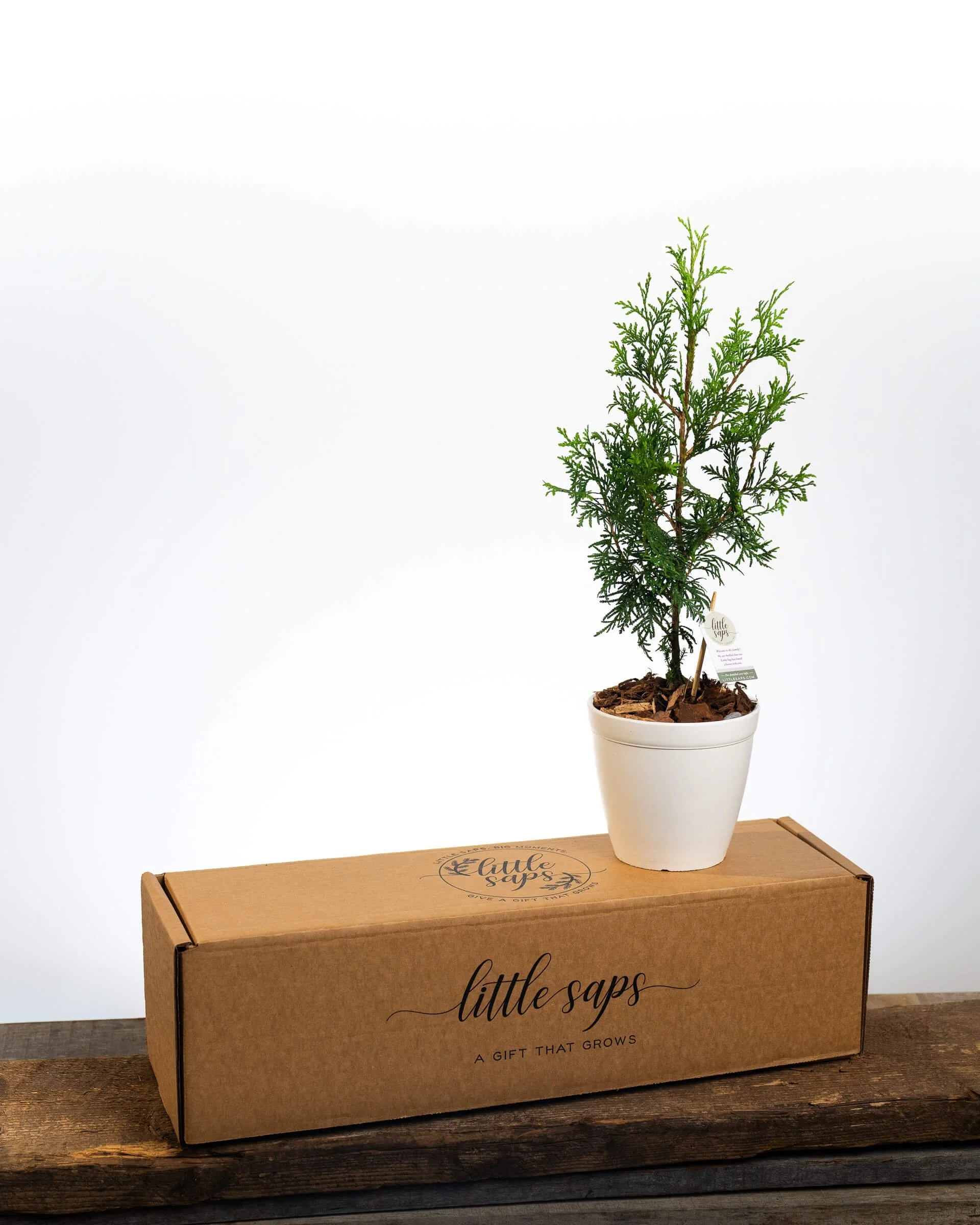 Little Saps gift tree on top of shipping box for corporate gifting