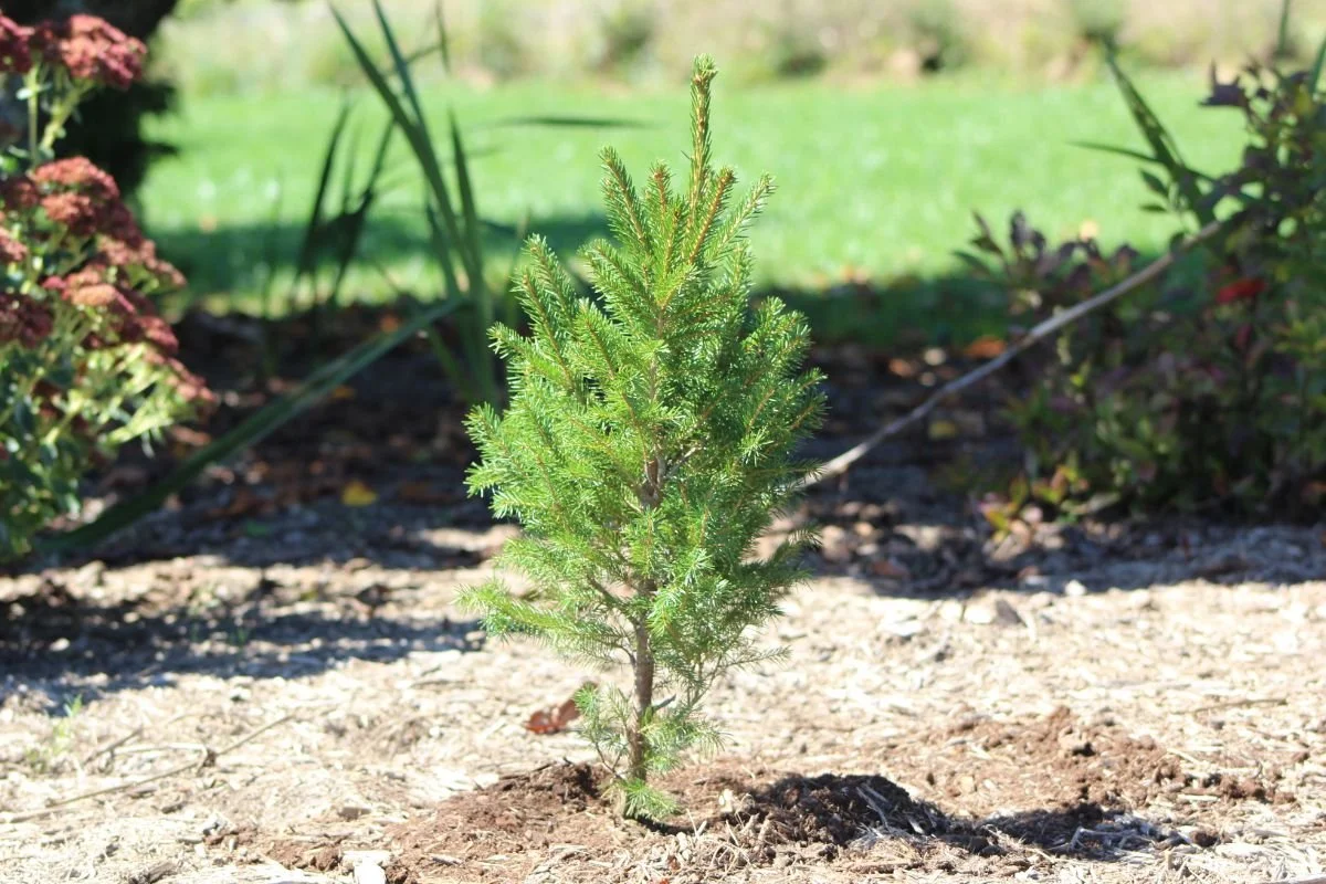 “Evergreen tree growing outside a home