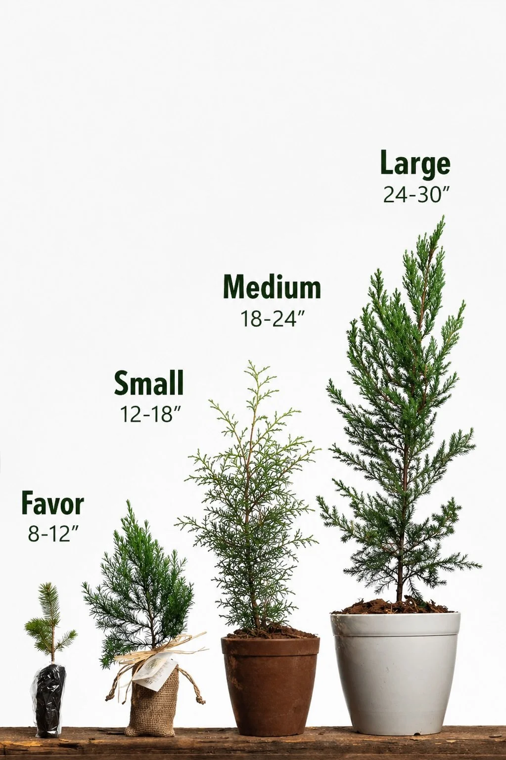 shop-gift-trees_little-saps-gift-tree-sizes.jpg