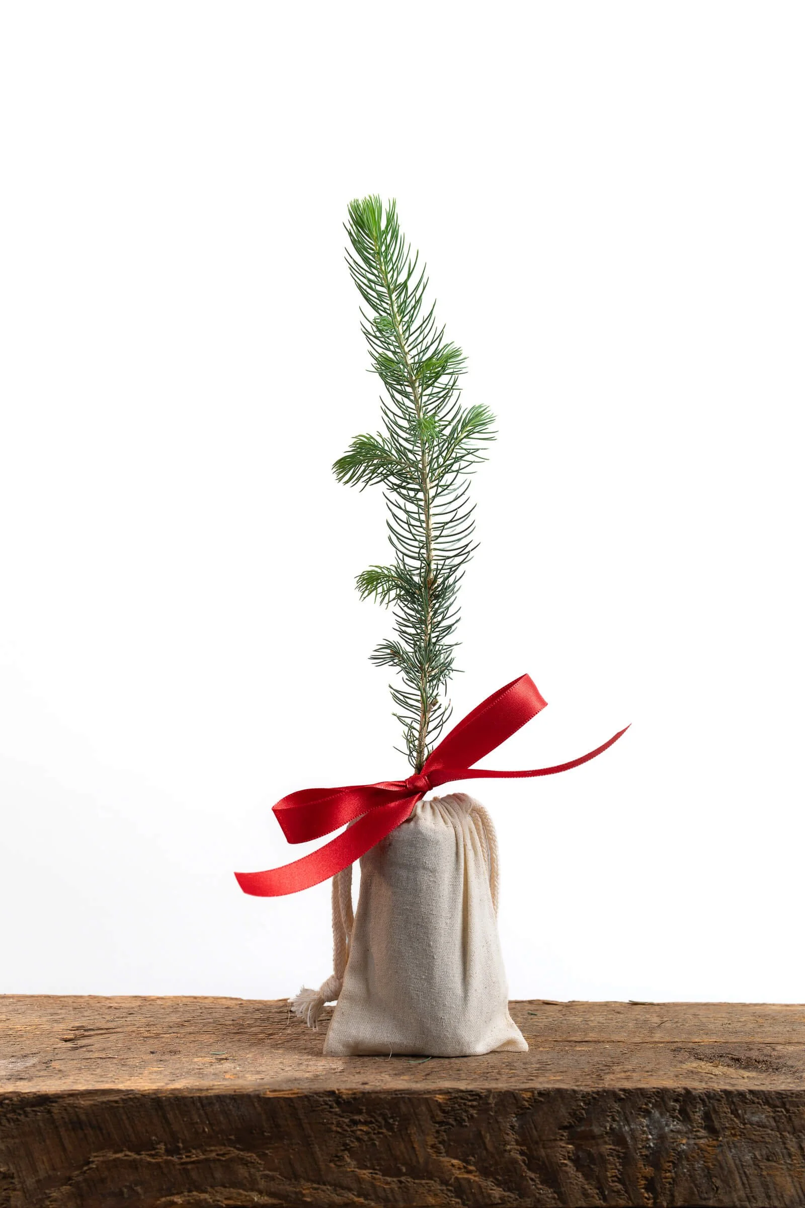 real-mini-christmas-tree-small-holiday-gift-tree-in-linen-bag.jpeg (Copy)