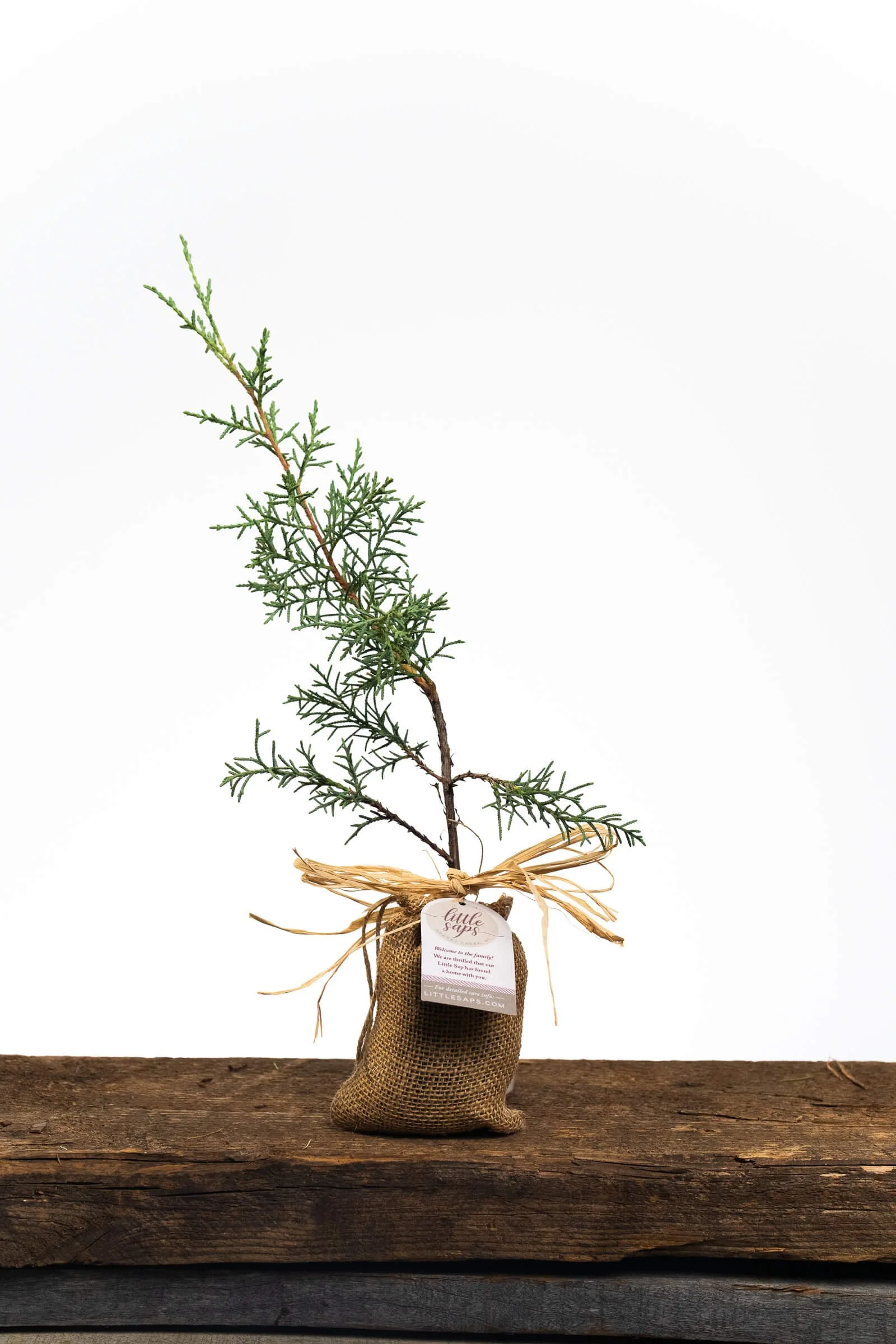 send-a-memorial-tree_planting-kit-white-pot.jpg