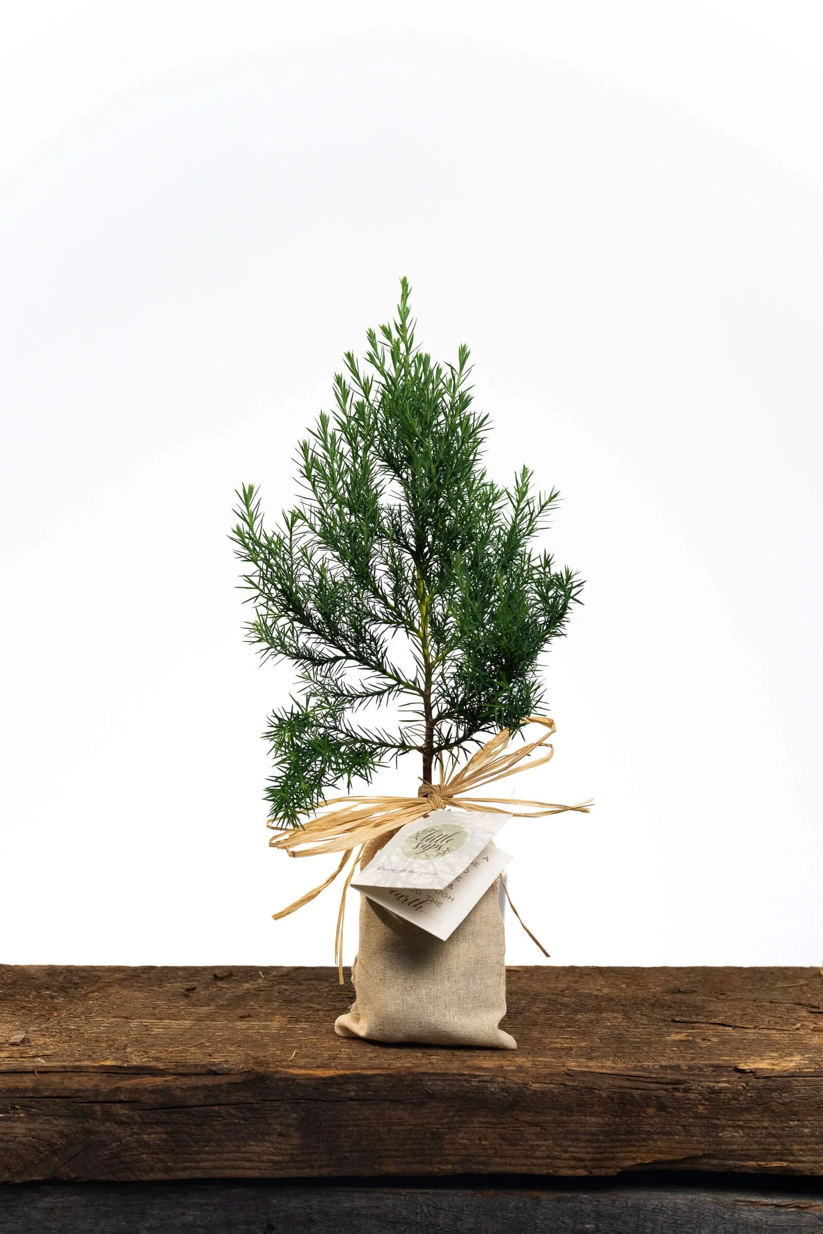 Small Sympathy Tree Sapling in a Linen Bag