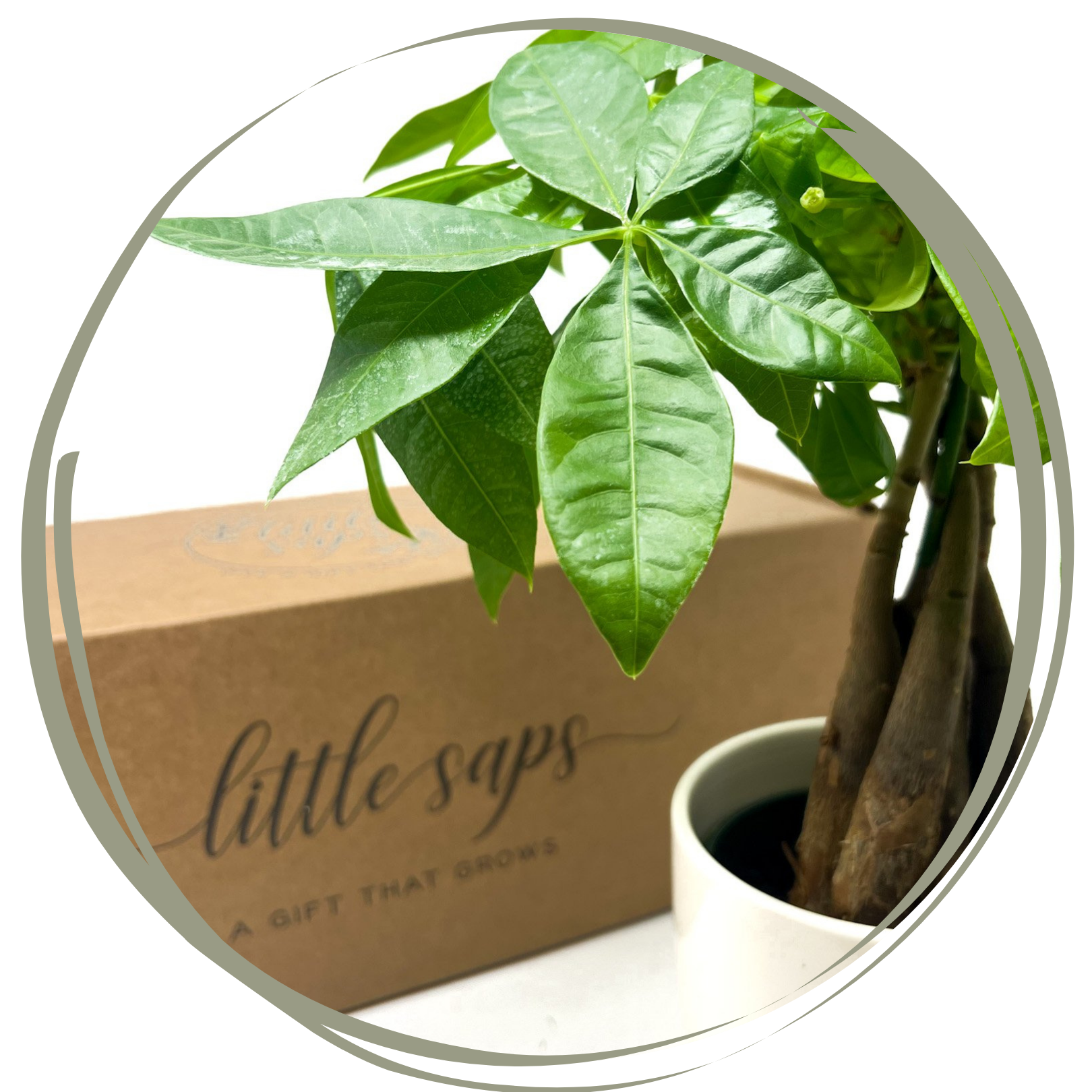 Why the Money Tree Makes the Perfect Gift