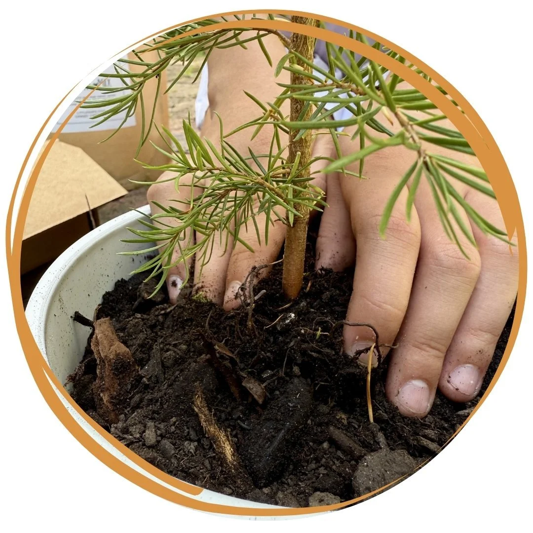 Rooted in Celebration: Creative Activities for Arbor Day 2026