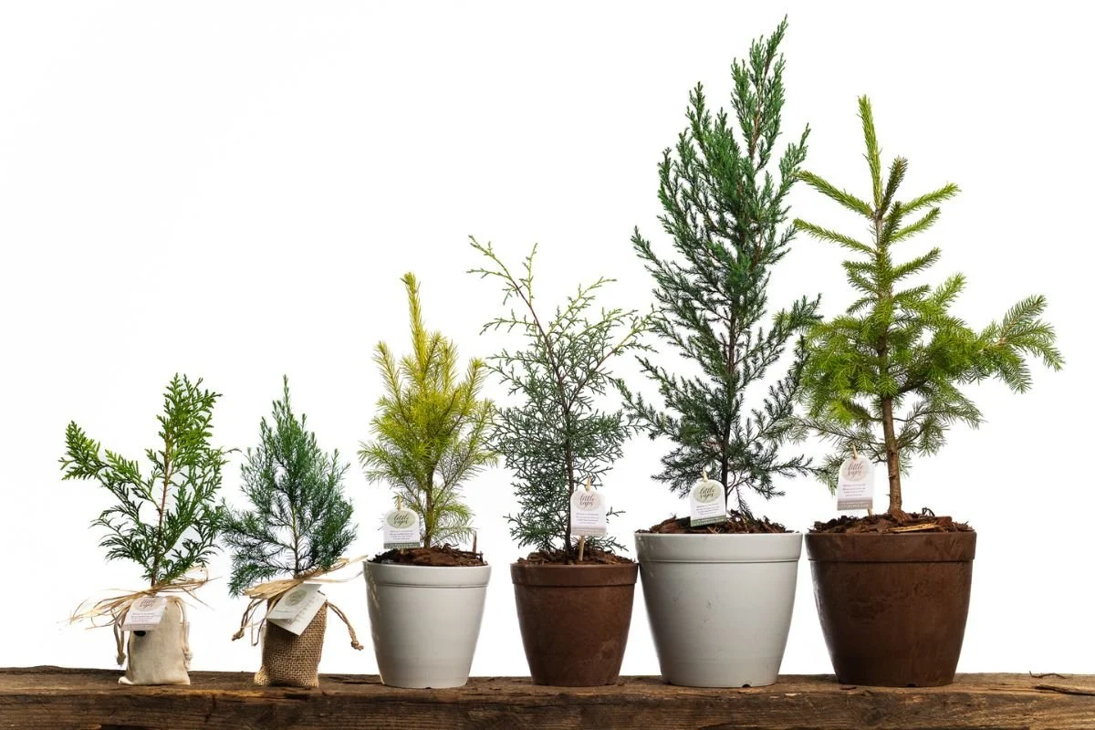 What Is a Gift Tree? Everything You Need to Know Before Sending One