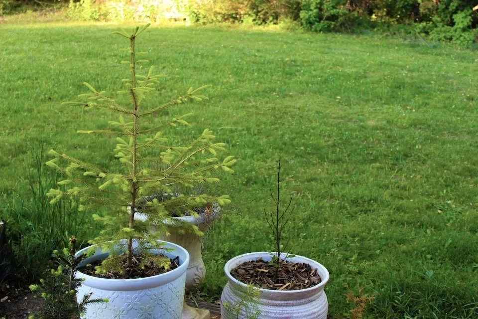 Customer Q&amp;A: Do I Need a Large Yard to Plant My Gift Tree?