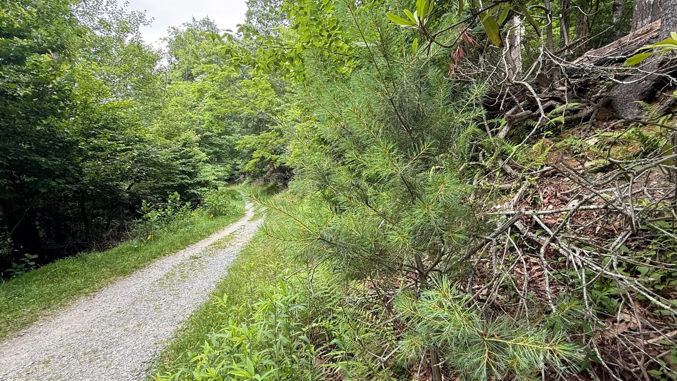 Your Roots Are Strong: Lessons from a Young Eastern White Pine