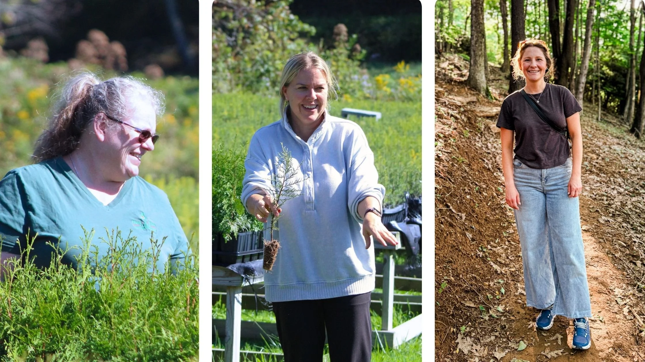 Tree Care Questions Answered by the Little Saps Team