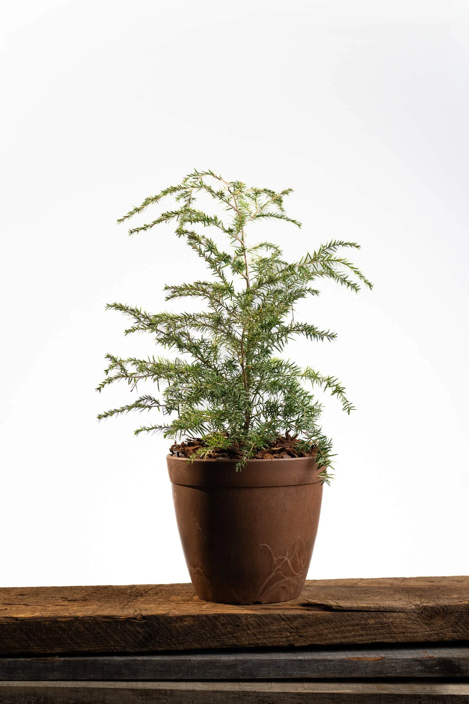 Anniversary Gift Tree