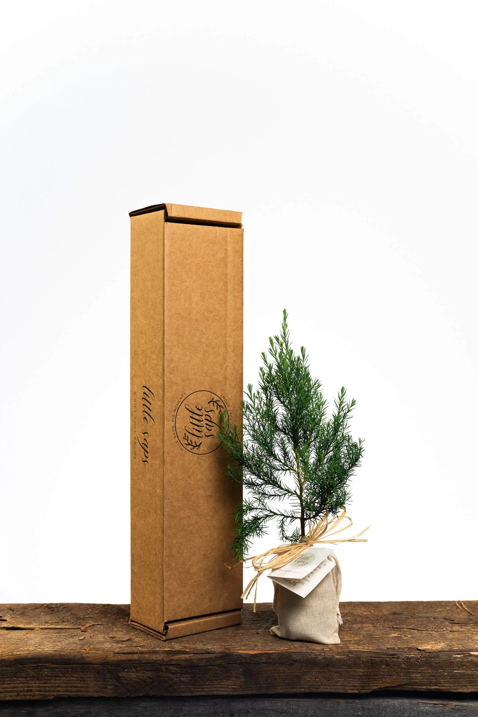 small-sapling-in-linen-bag-in-shipping-box-gift-tree.jpg (Copy)