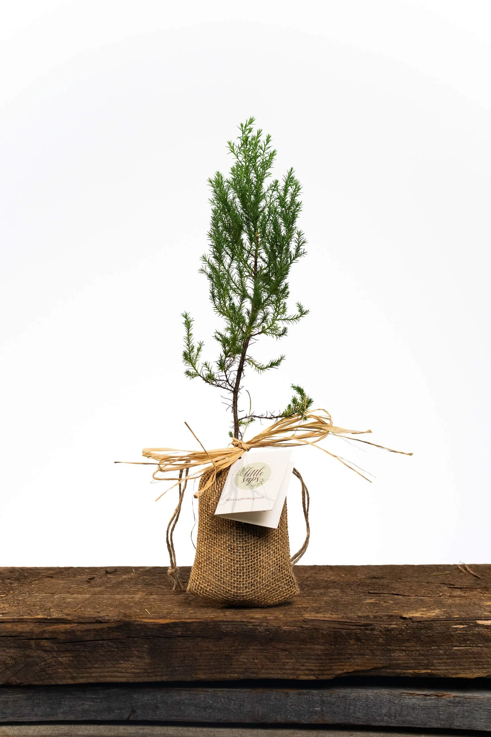 Anniversary Gift Tree
