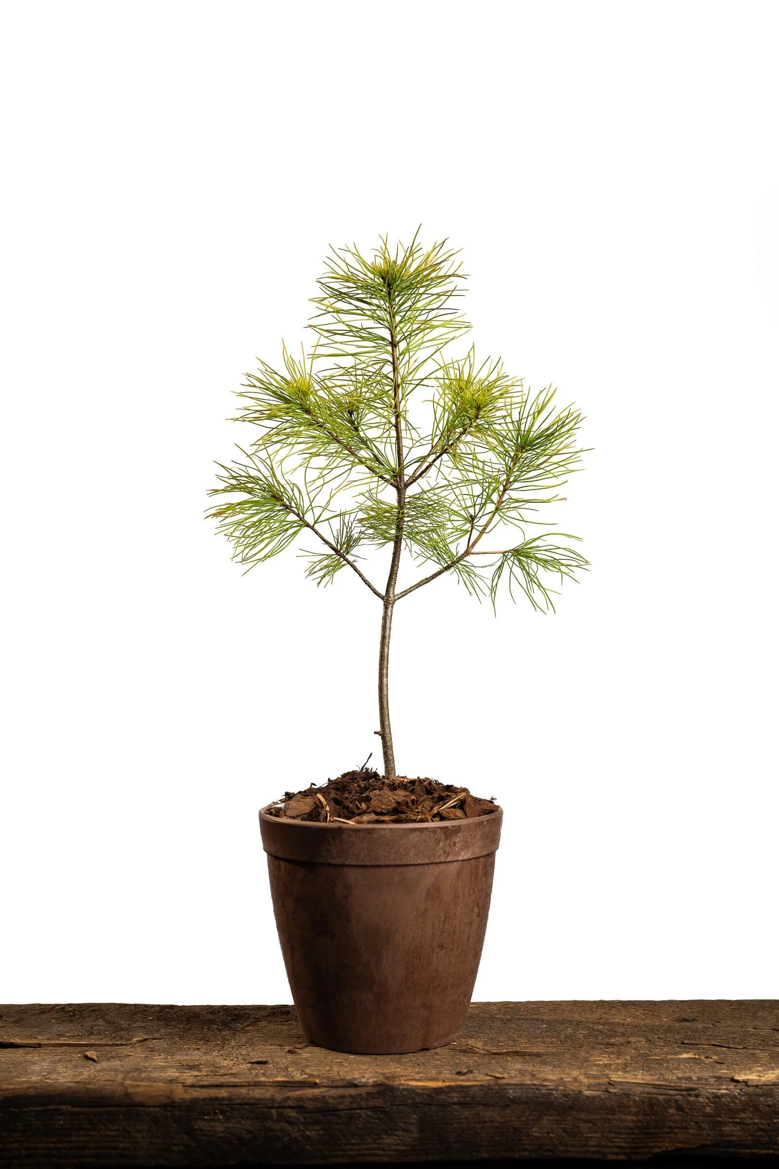 Memorial and sympathy medium gift tree in terracotta pot